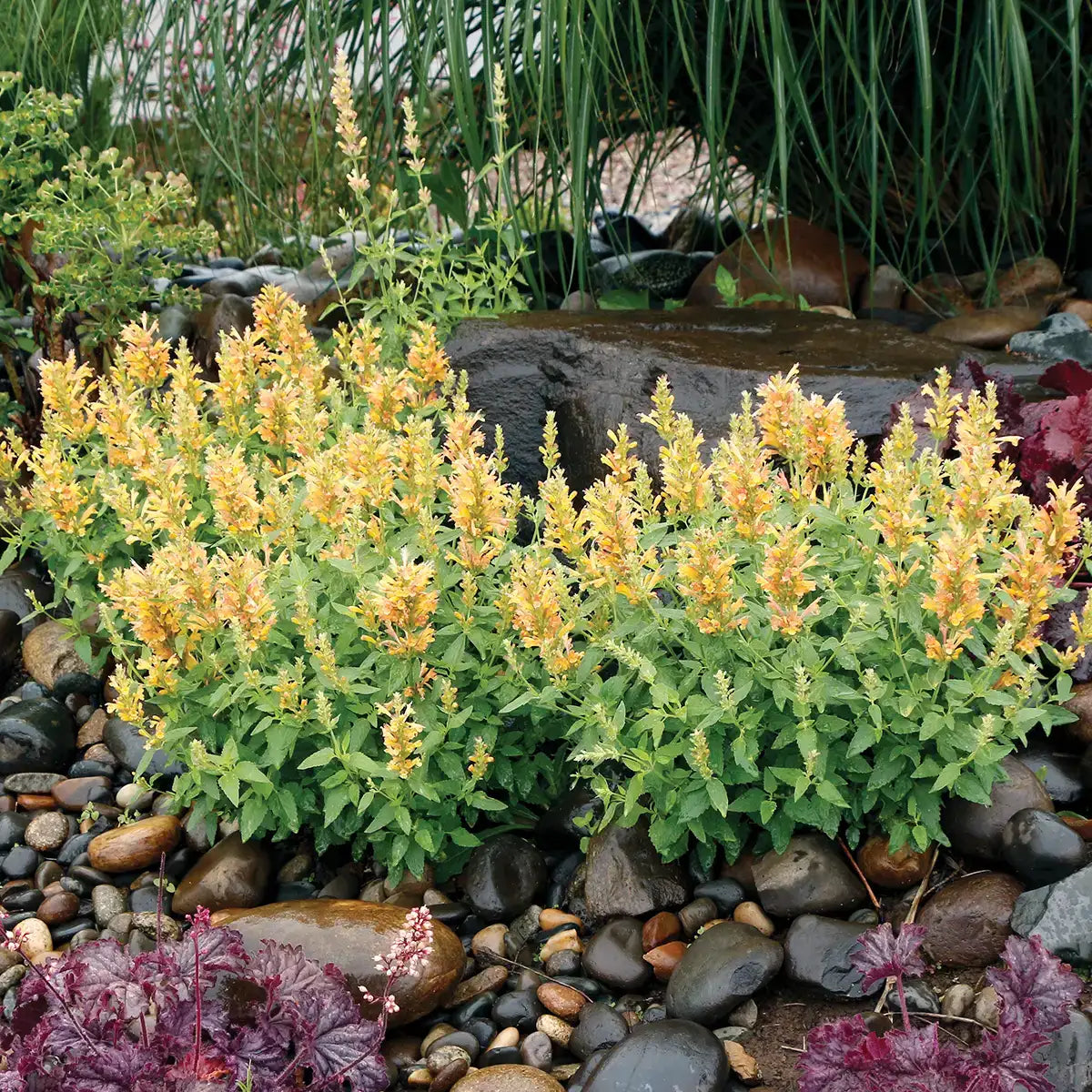 Anise Hyssop Poquito® 'Butter Yellow'