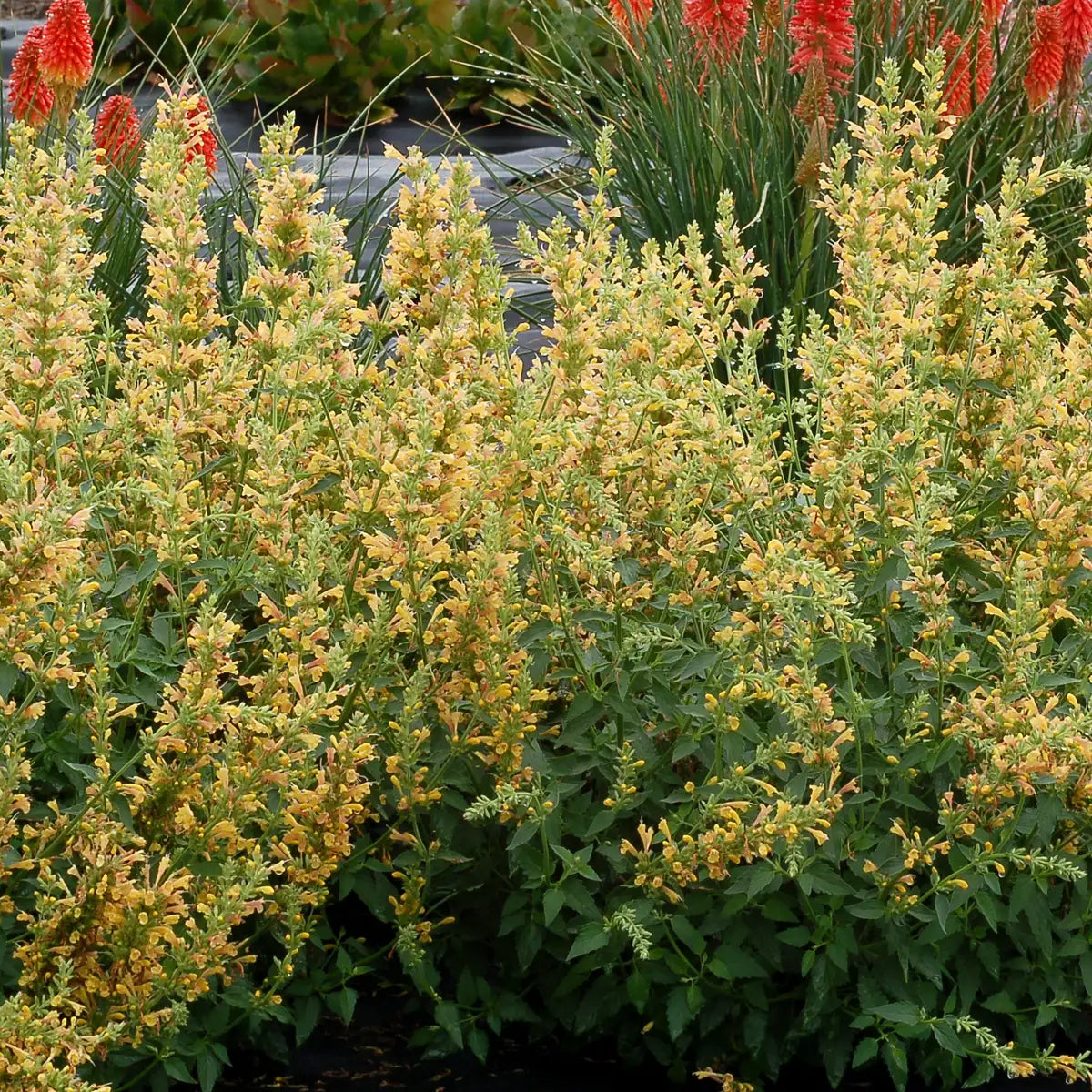 Anise Hyssop Kudos™ 'Yellow'