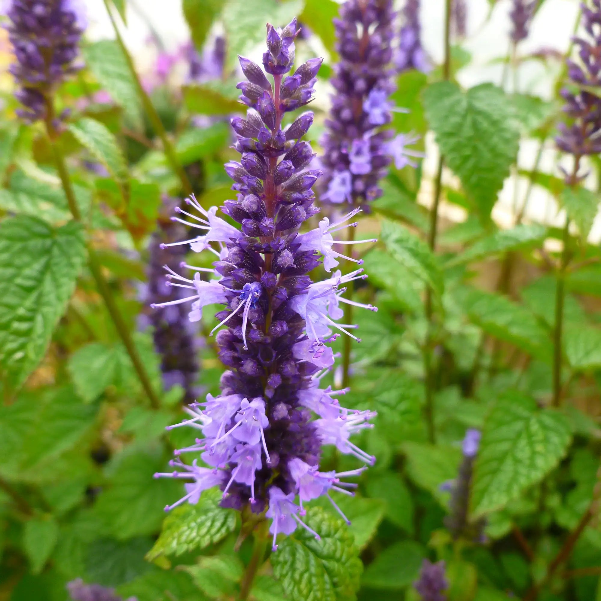 Anise Hyssop 'Little Adder'