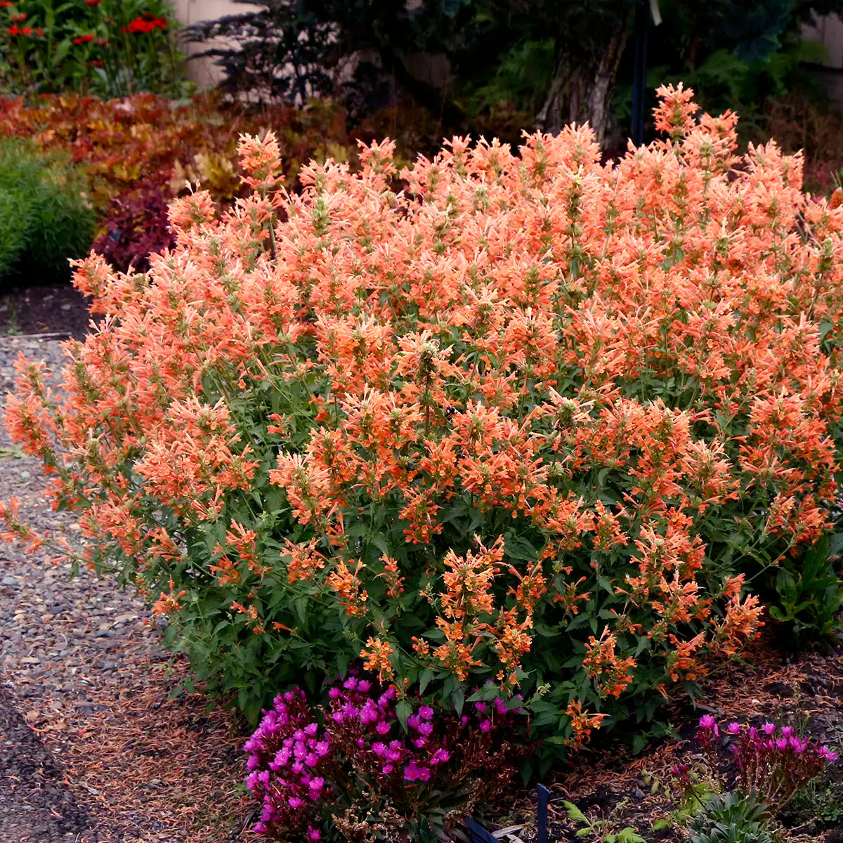 Anise Hyssop Poquito® 'Orange'