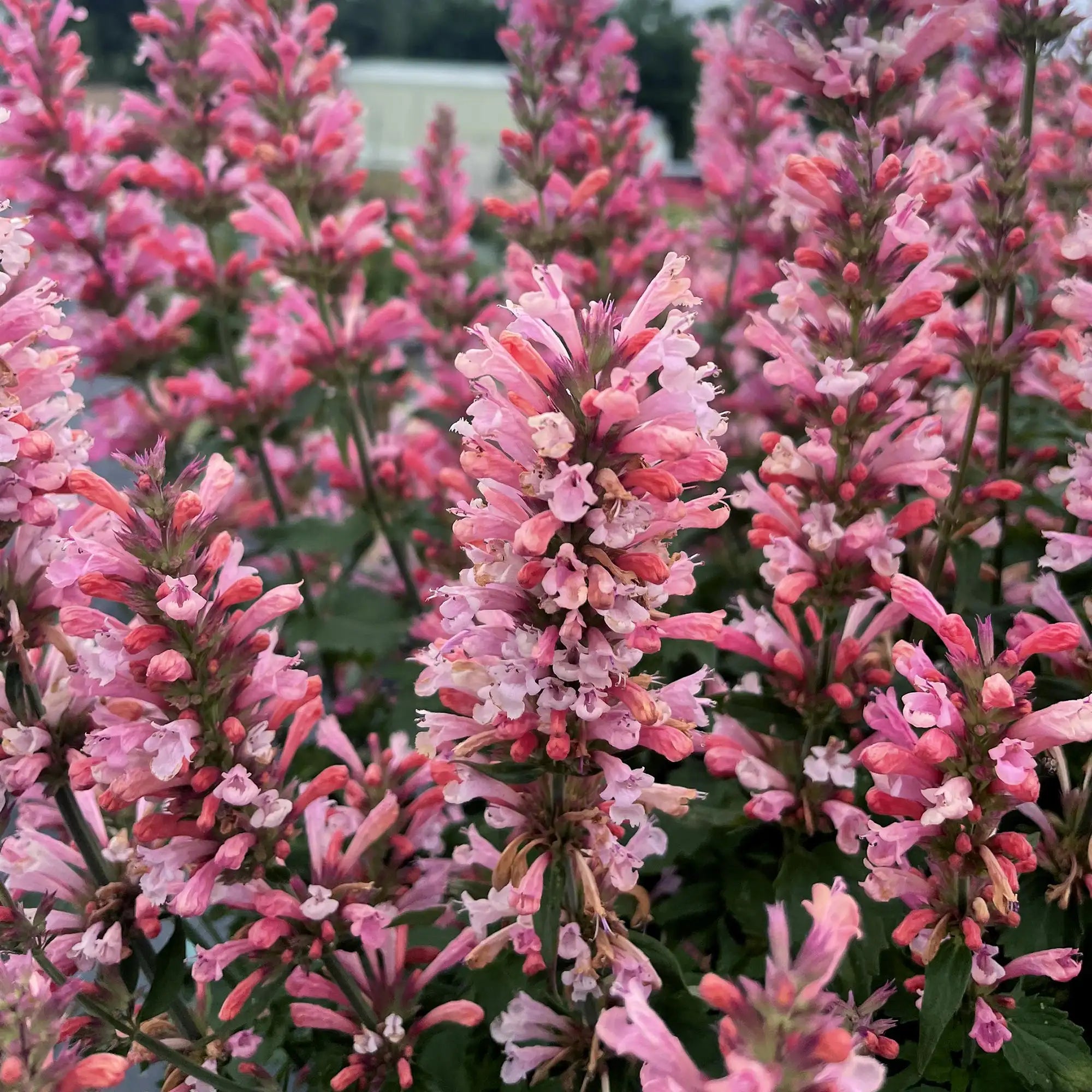 anise hyssop plant Anise Hyssop 'Pink Pearl' – Vandermeer Nursery Ltd
