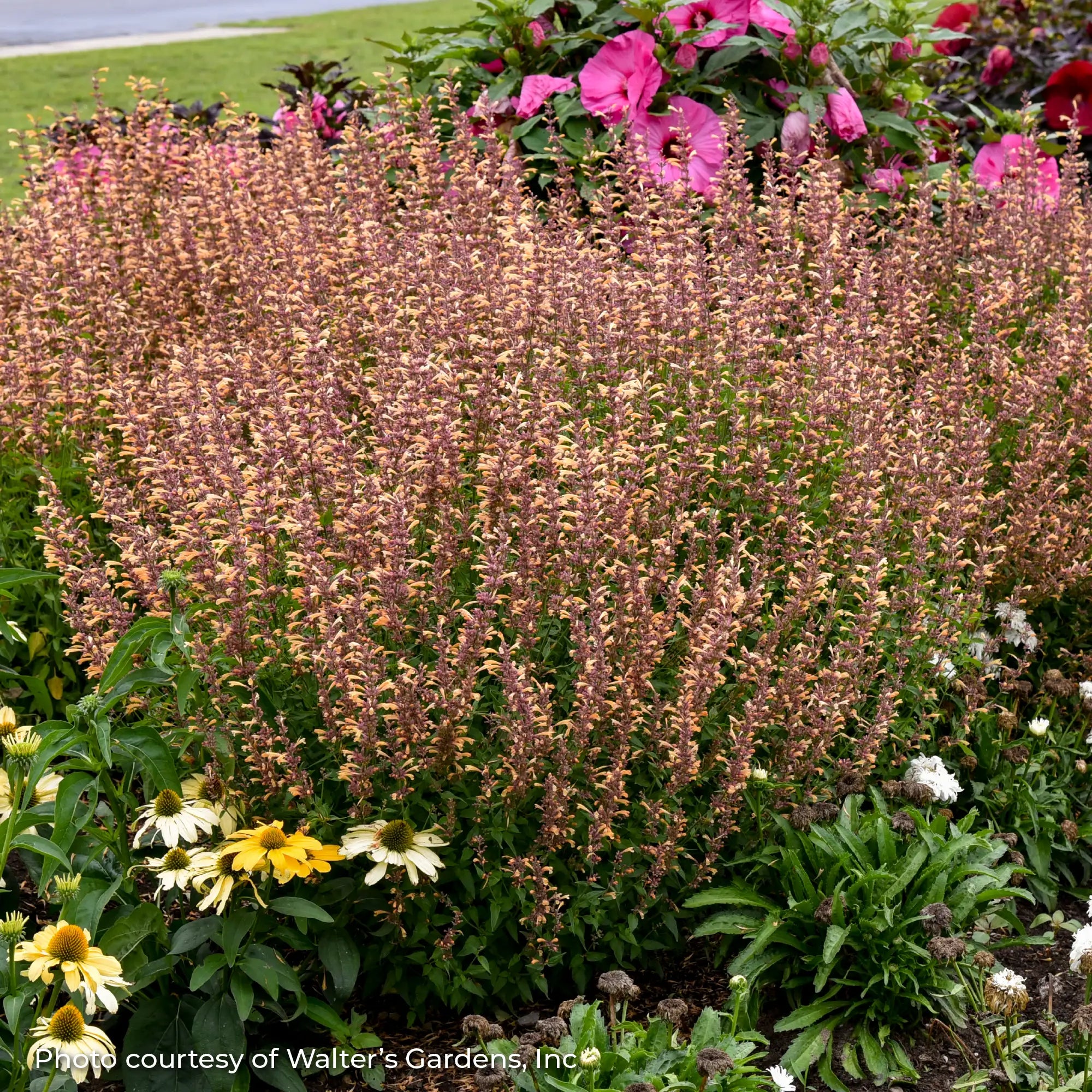 Anise Hyssop Meant to bee® 'Queen Nectarine'