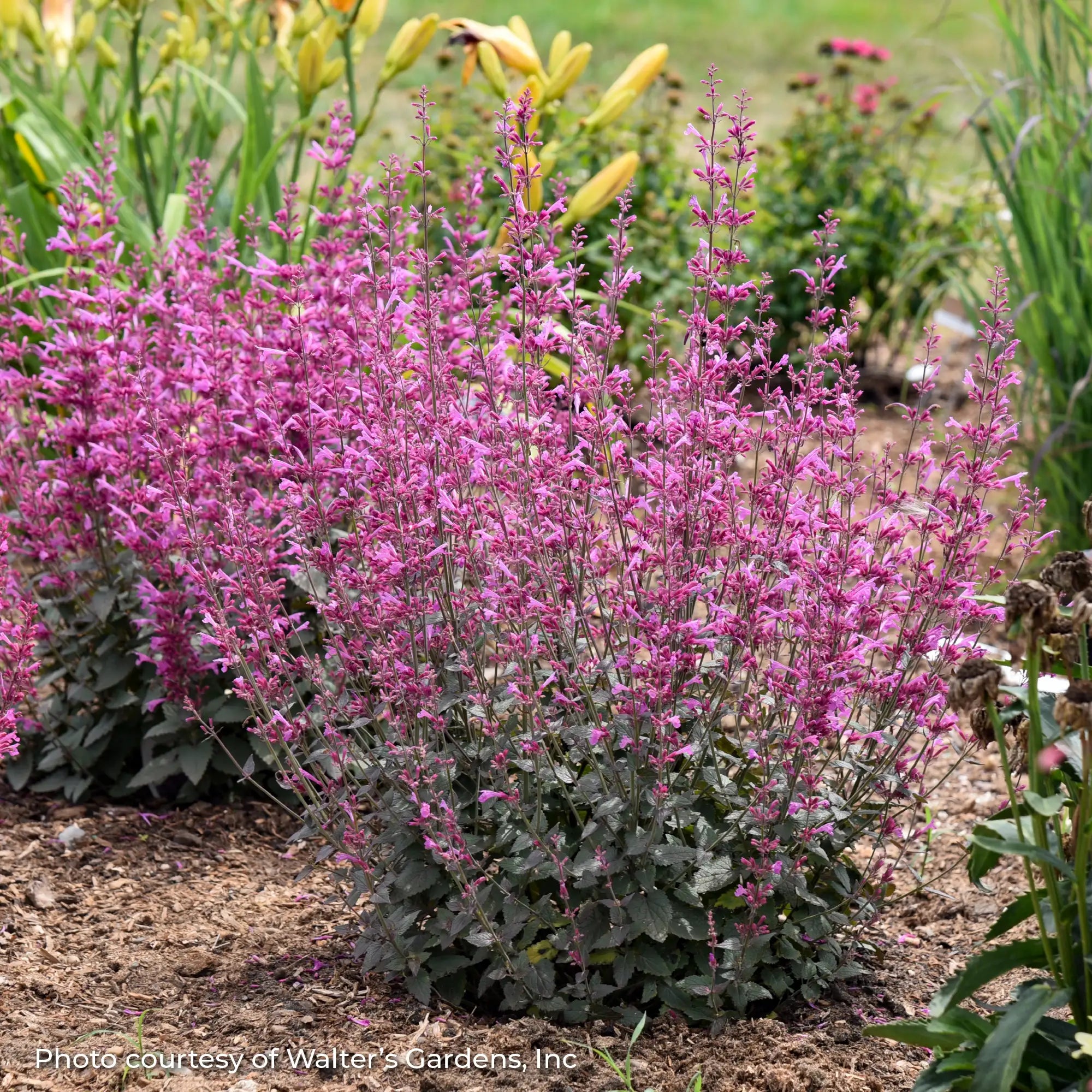 Anise Hyssop Meant to bee® 'Royal Raspberry'