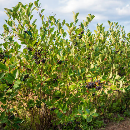 Black Chokeberry