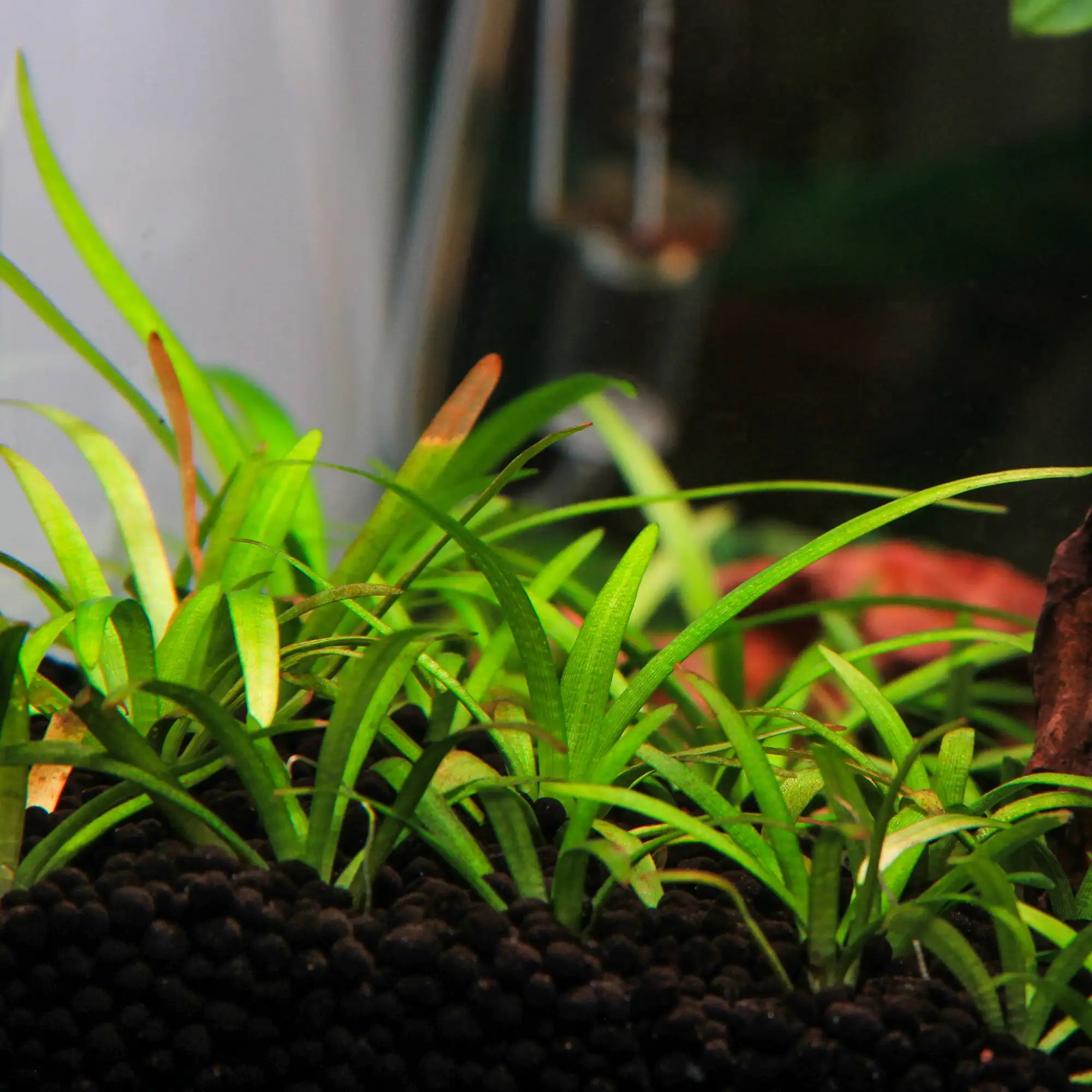 Dwarf Arrowhead in an aquarium