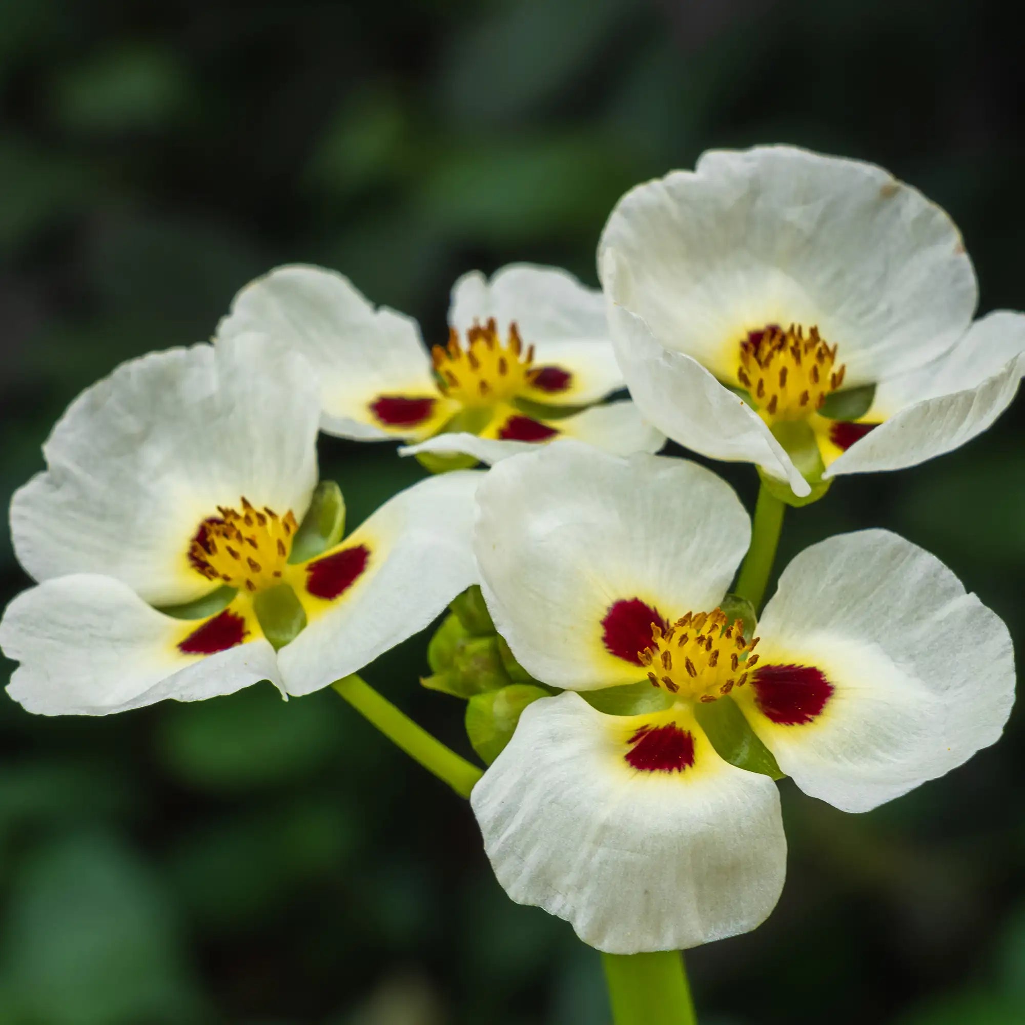 Giant arrowhead white flowers with red dots