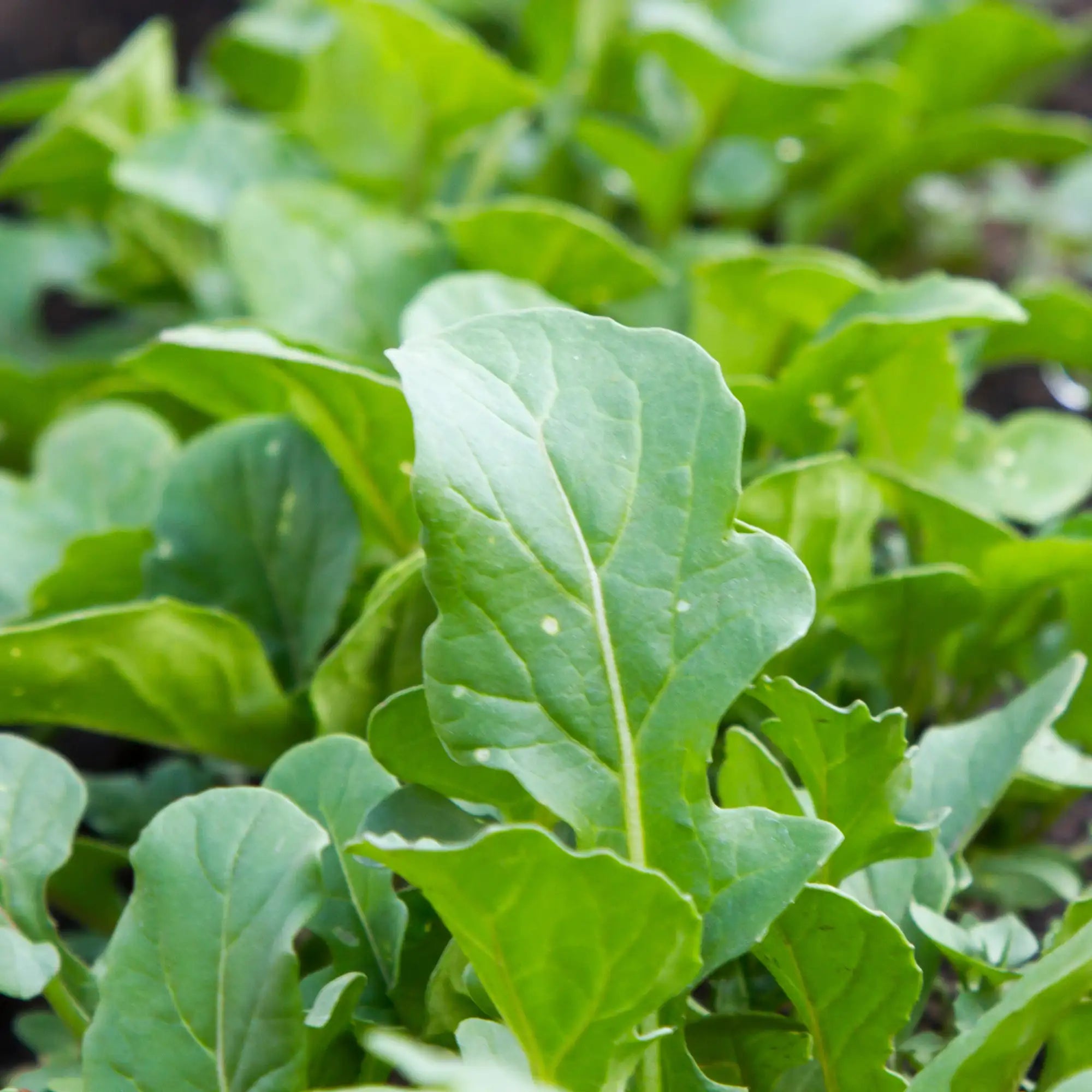 Arugula