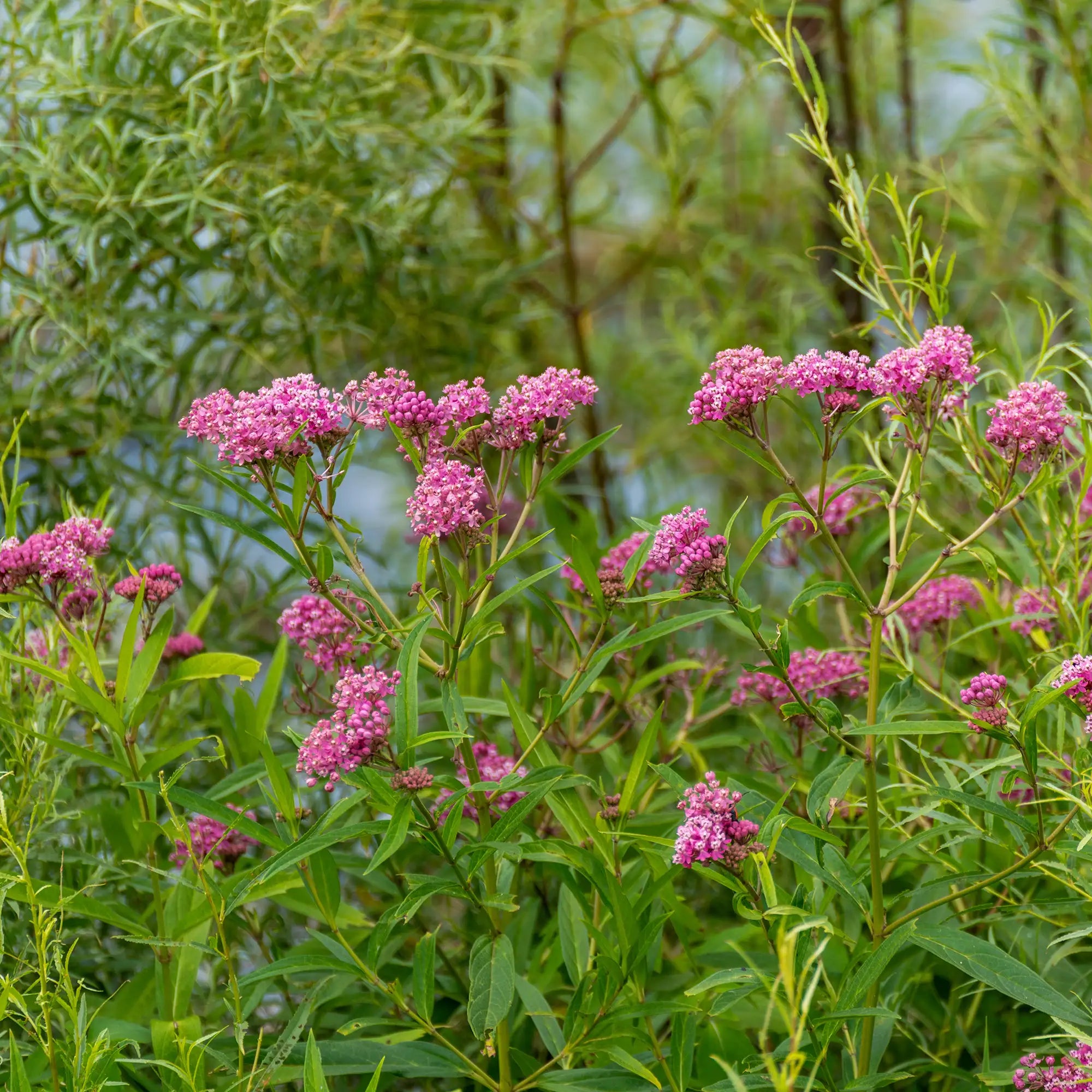 Milkweed Swamp