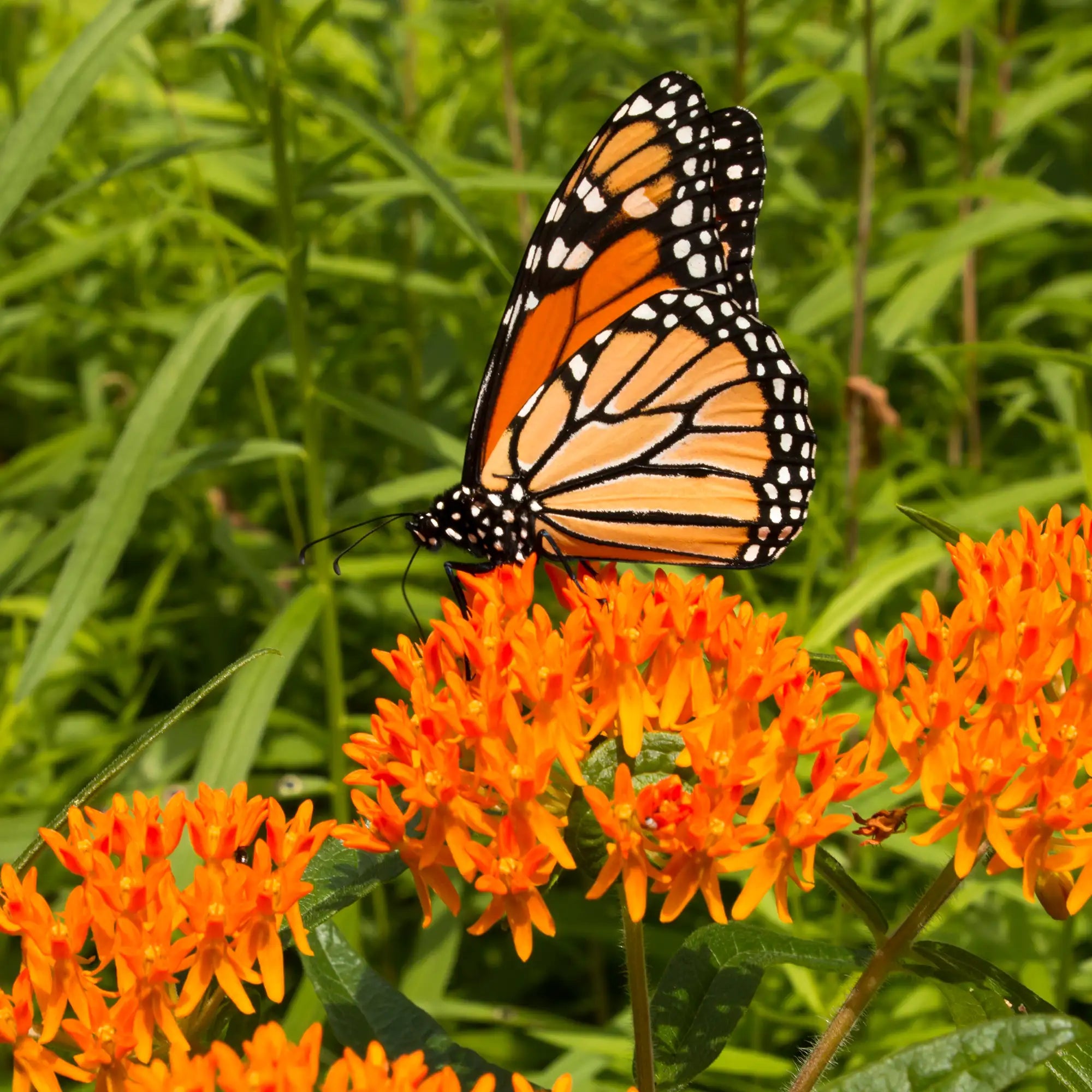 Milkweed Butterfly