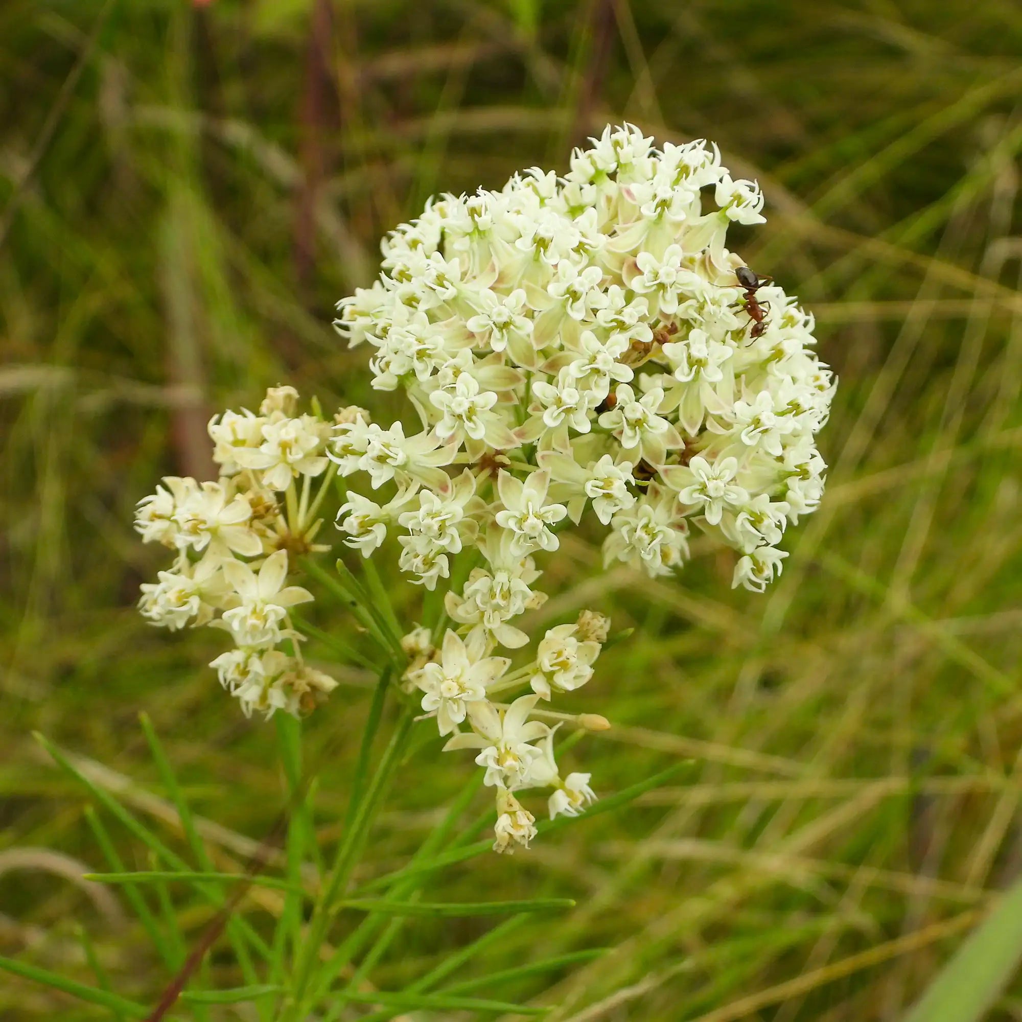 Milkweed Whorled