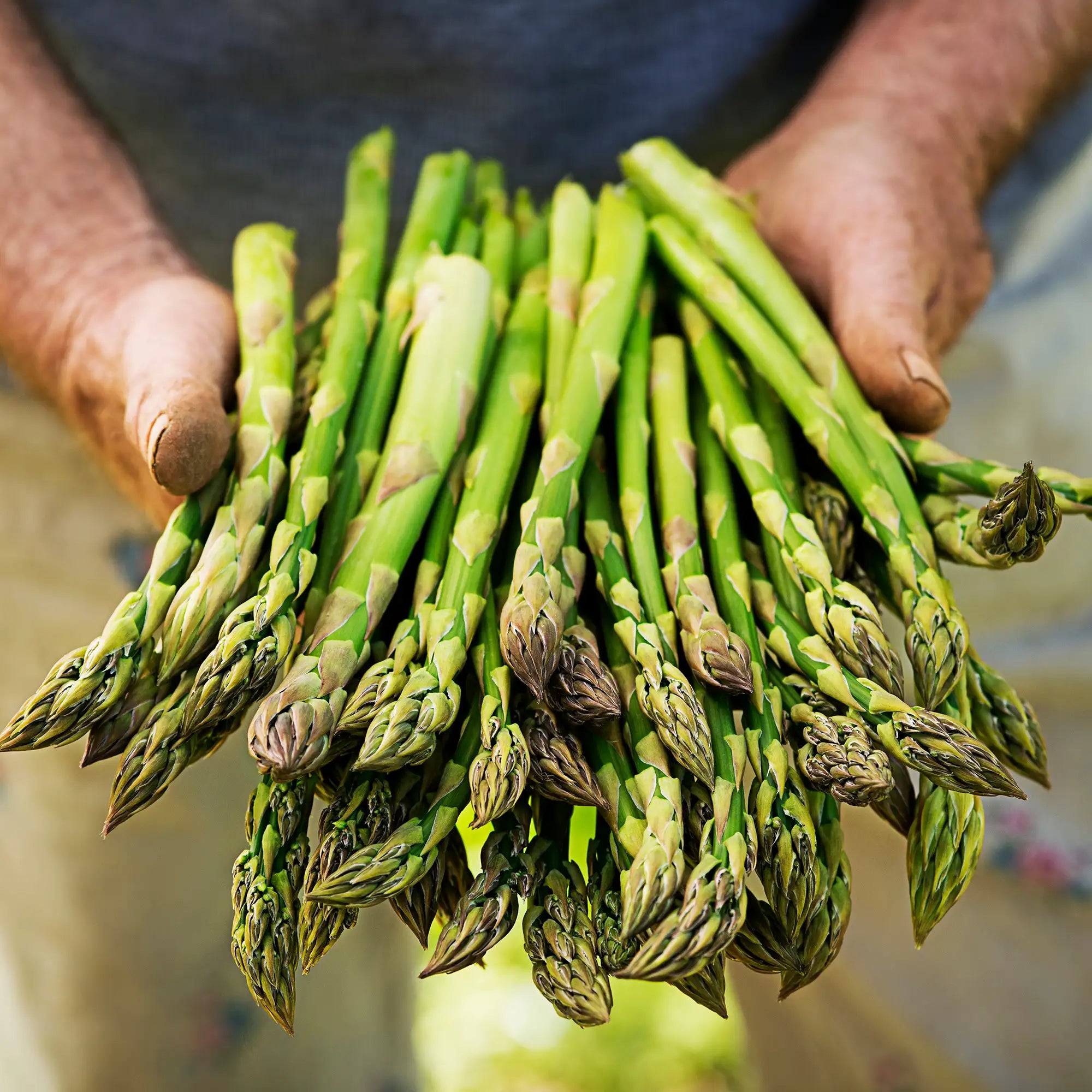 Asparagus 'Mary Washington'
