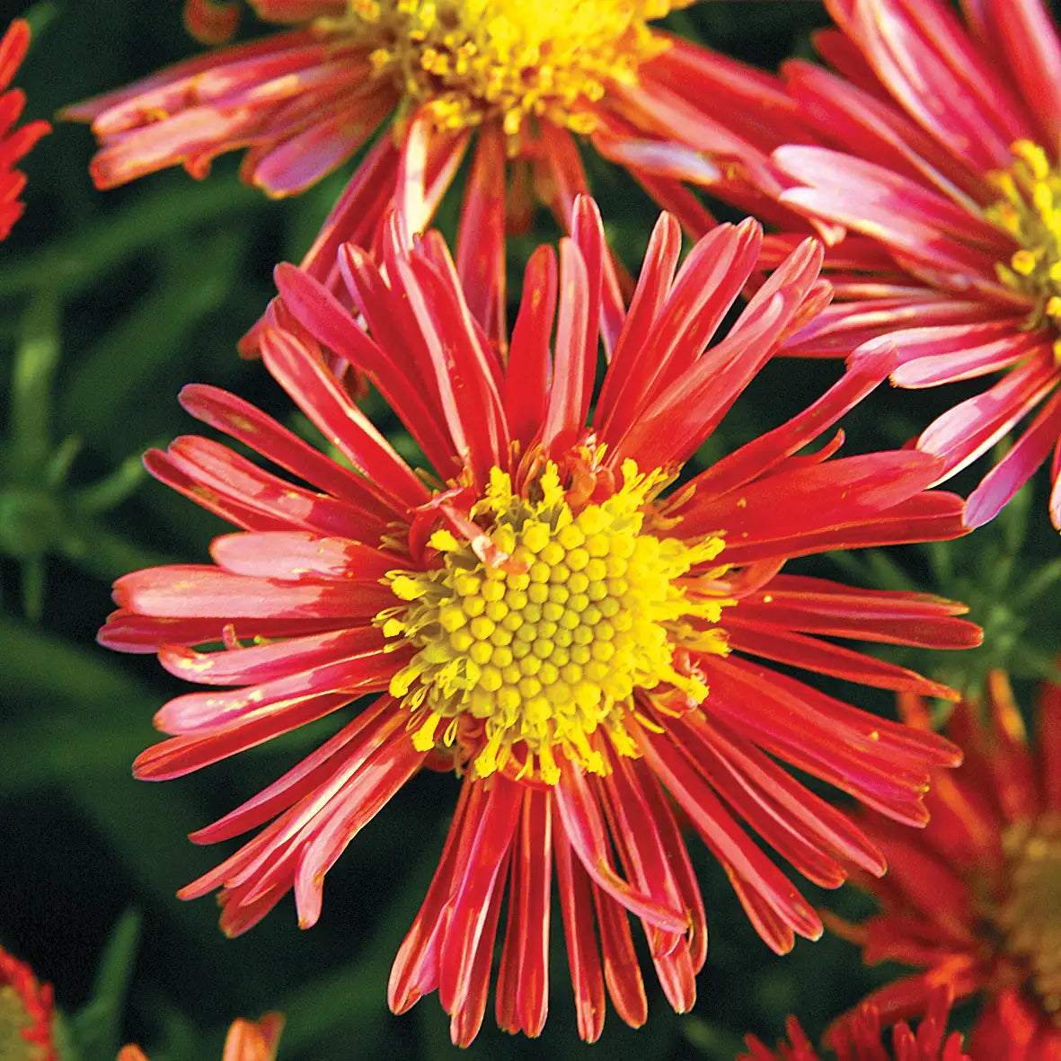 Close-up of Red Aster with yellow center. 