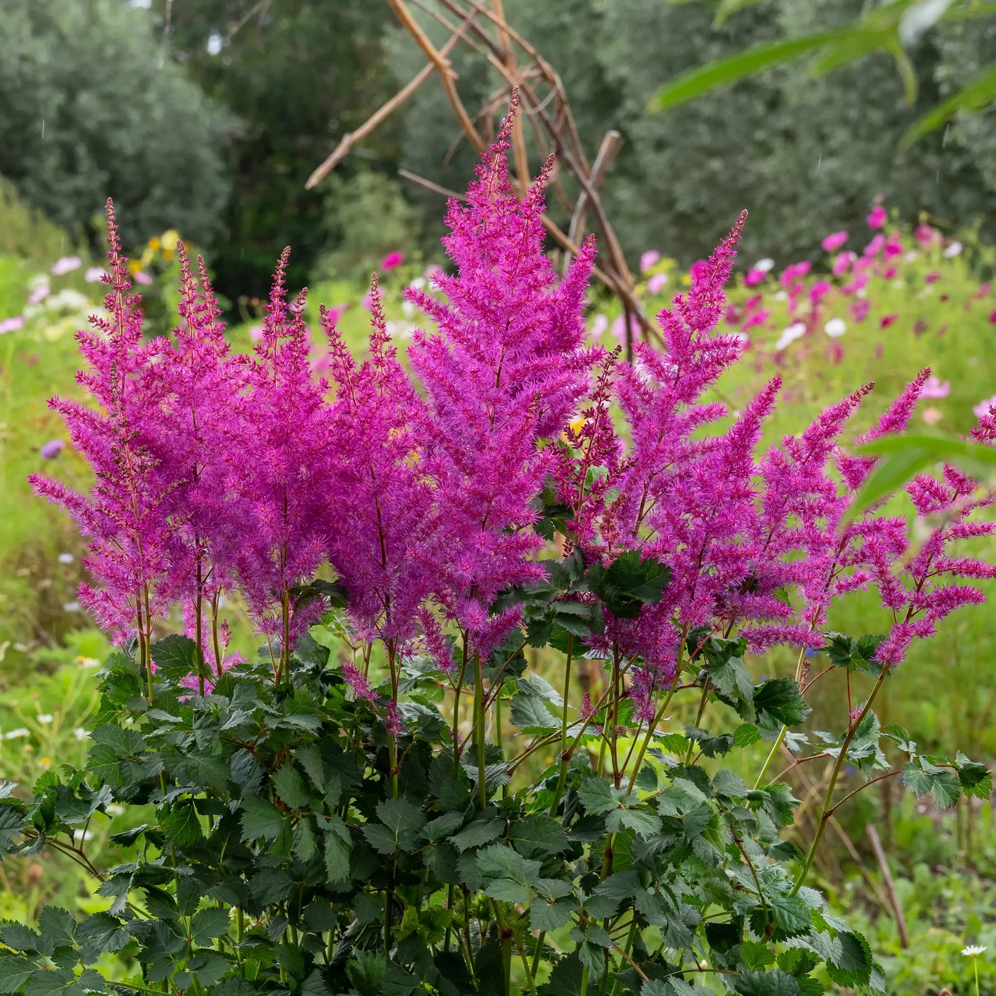 Astilbe Chinese Mighty™ 'Max'