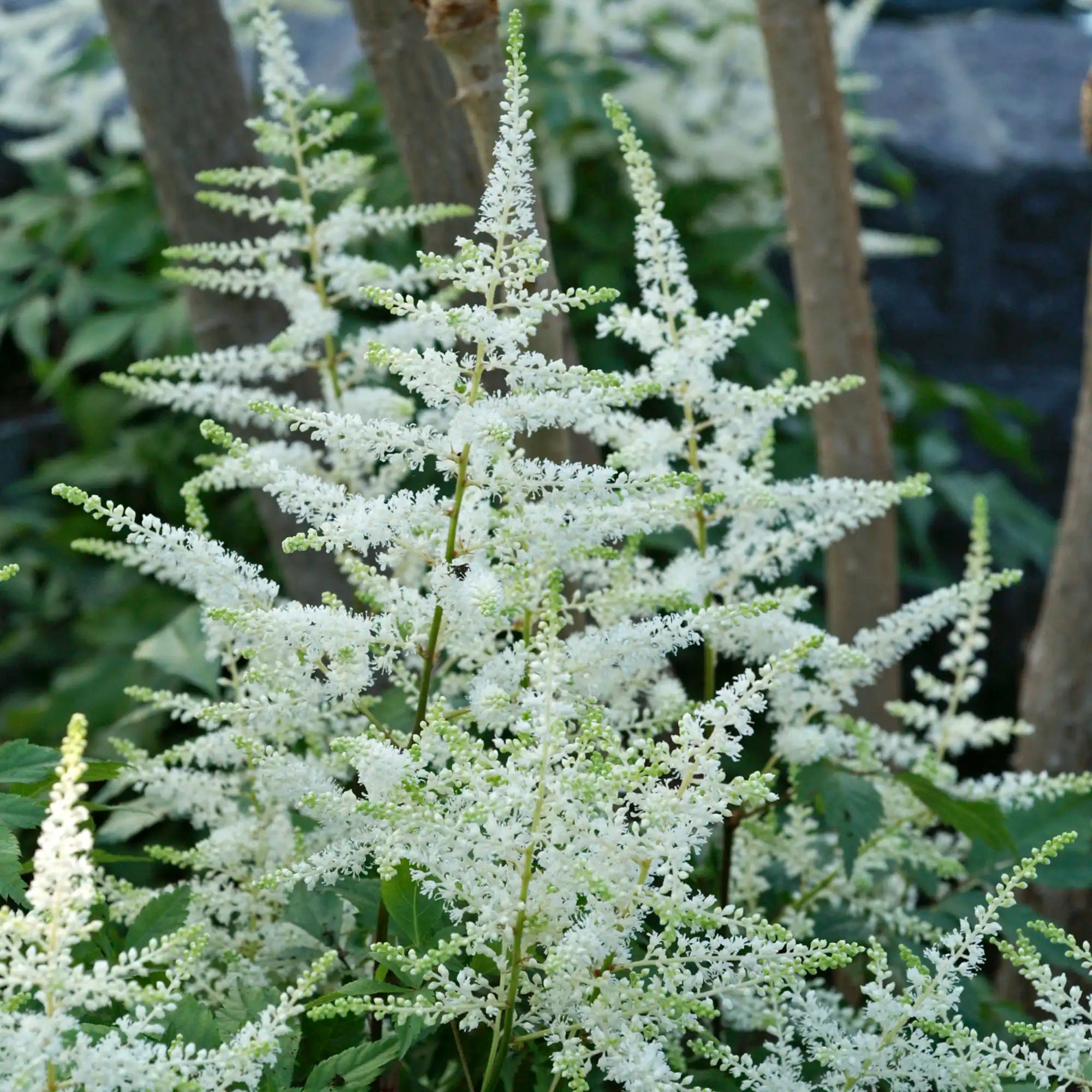 Close-up of White Astilbe in a garden.