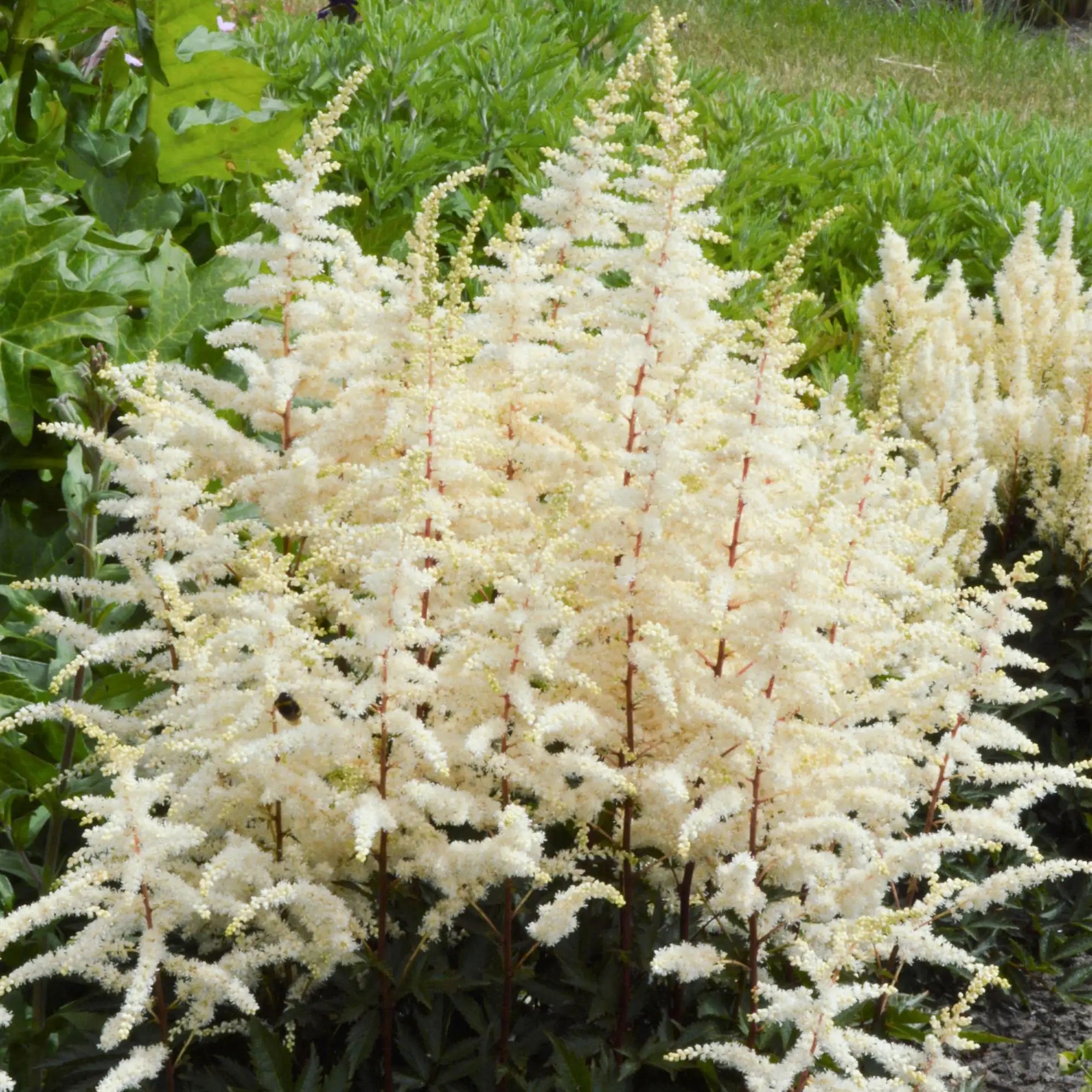 White Astilbe flowers with dark foliage. 