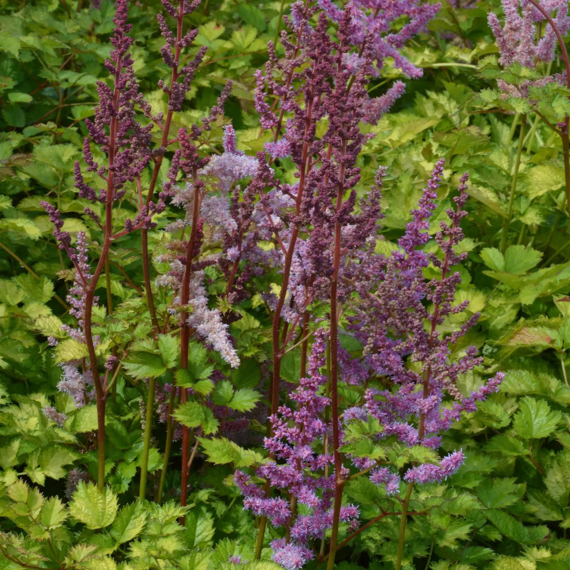 Astilbe Arendsii Hybrid 'Color Flash Lime'