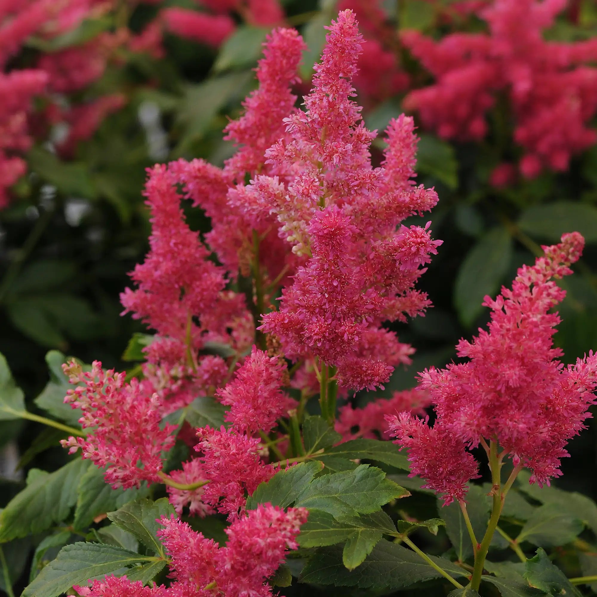 Astilbe Arendsii Hybrid Short 'N Sweet™ 'Fireberry'
