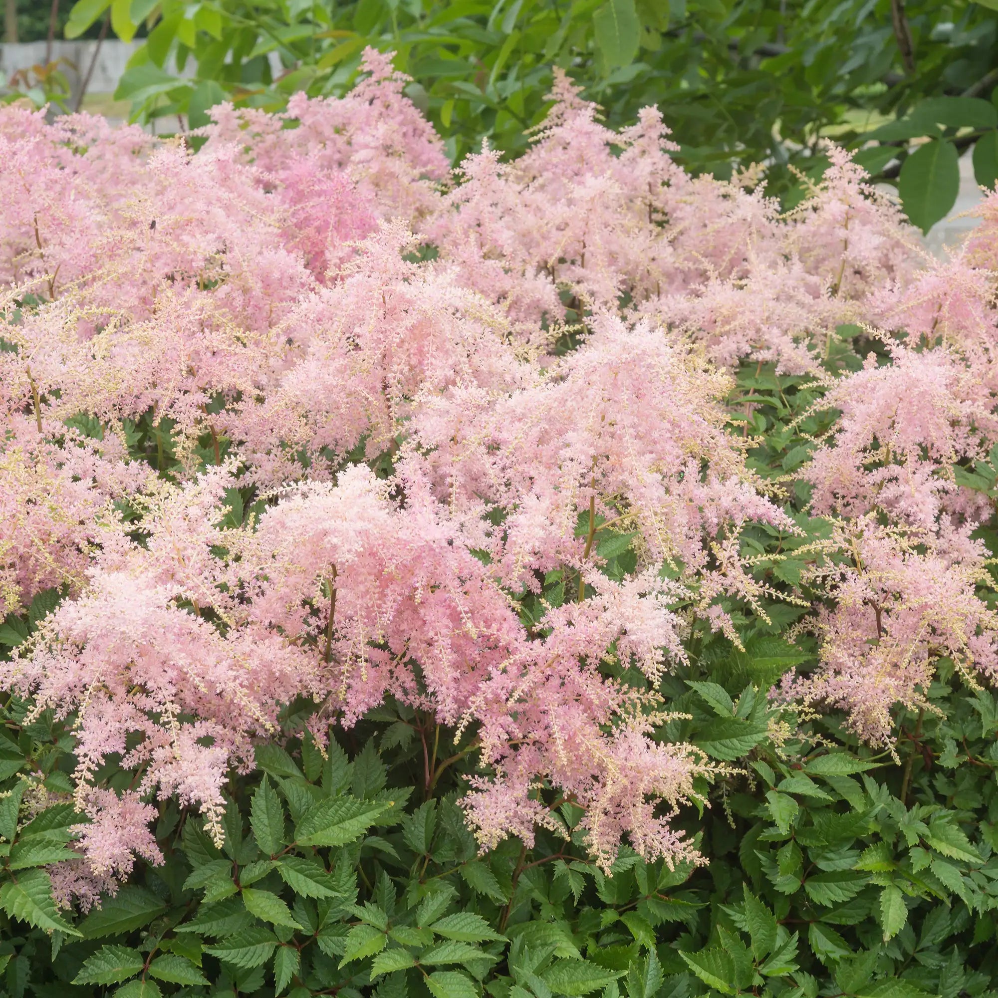 Light Pink Astilbe in a garden.