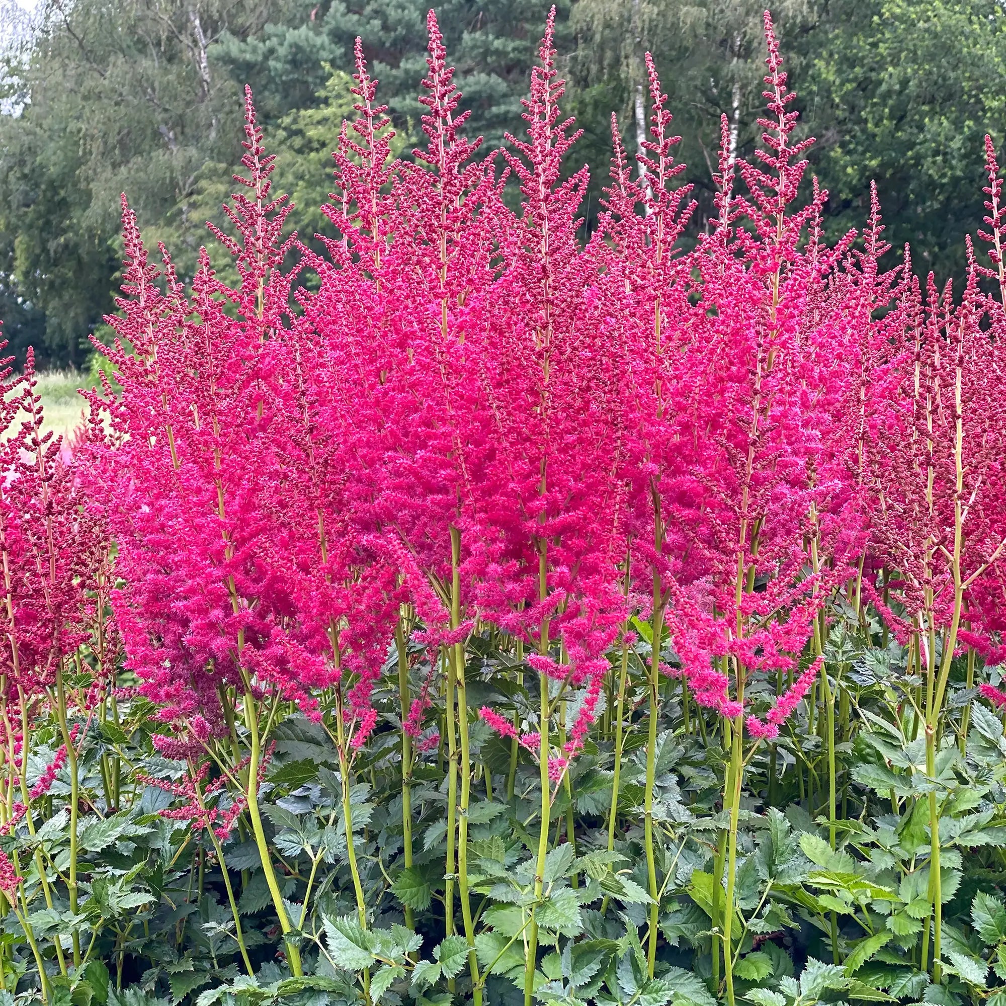 Astilbe Chinese 'Hot Pearls'