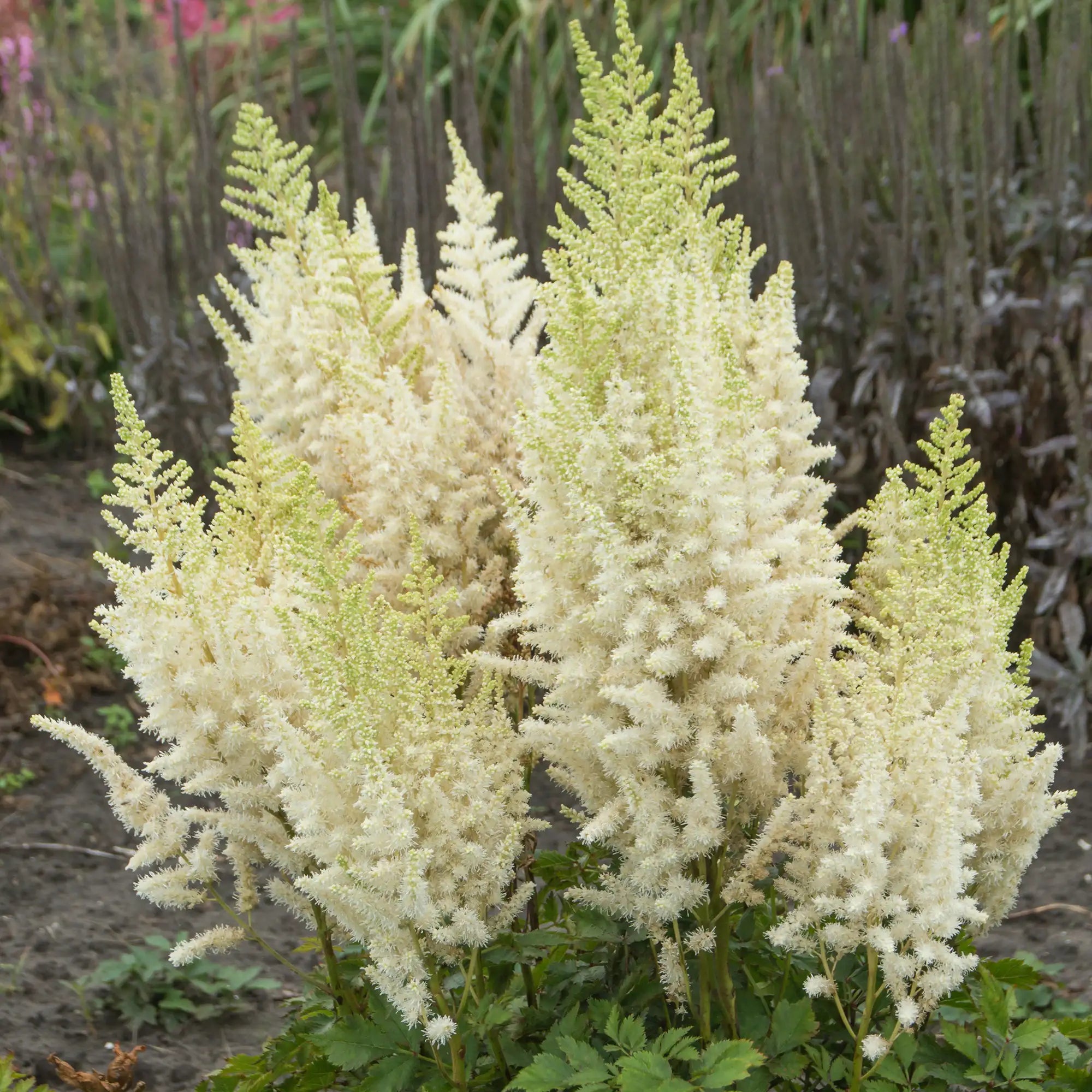 Close-up of Cream Astilbe in a garden.