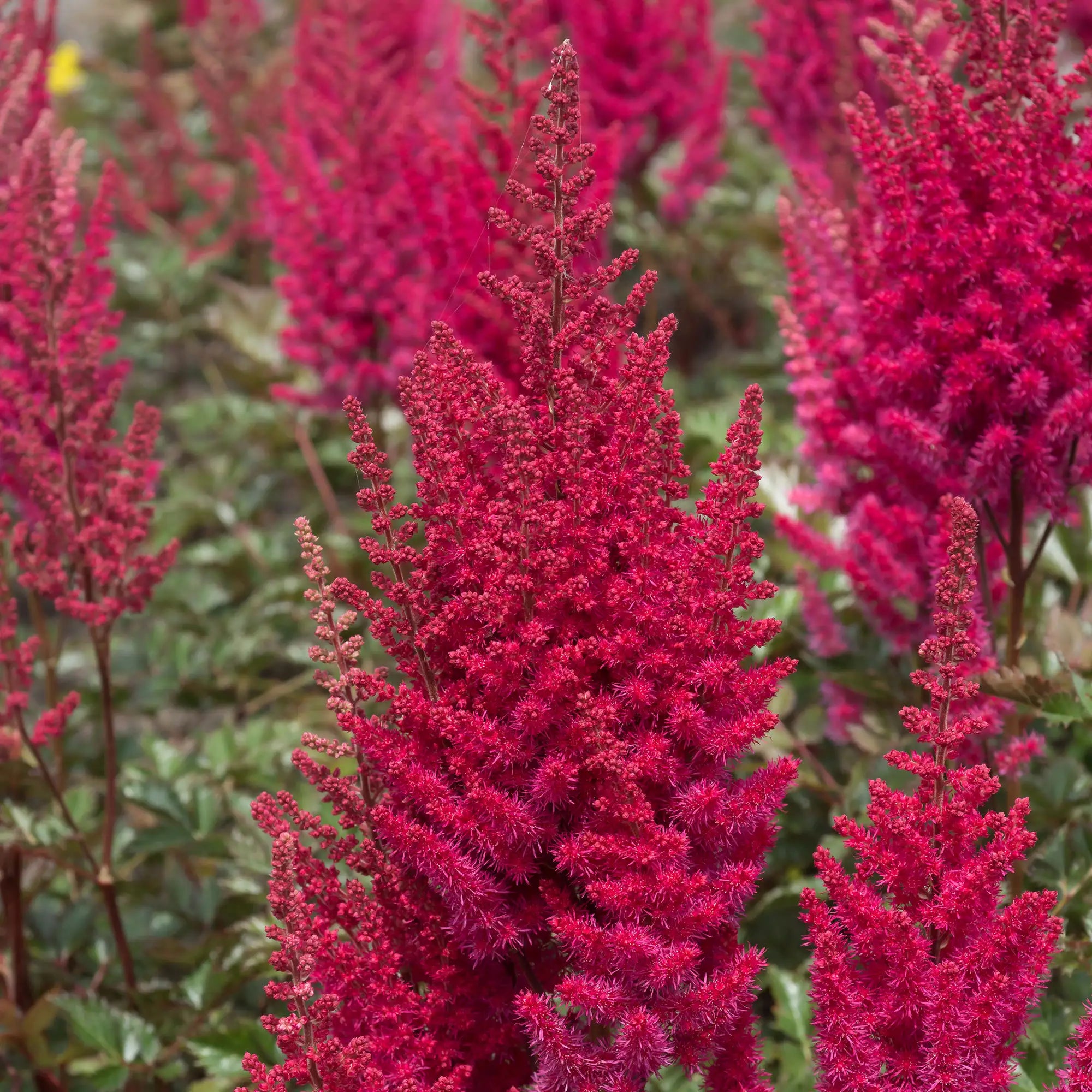 Ruby Red Astilbe in a garden.