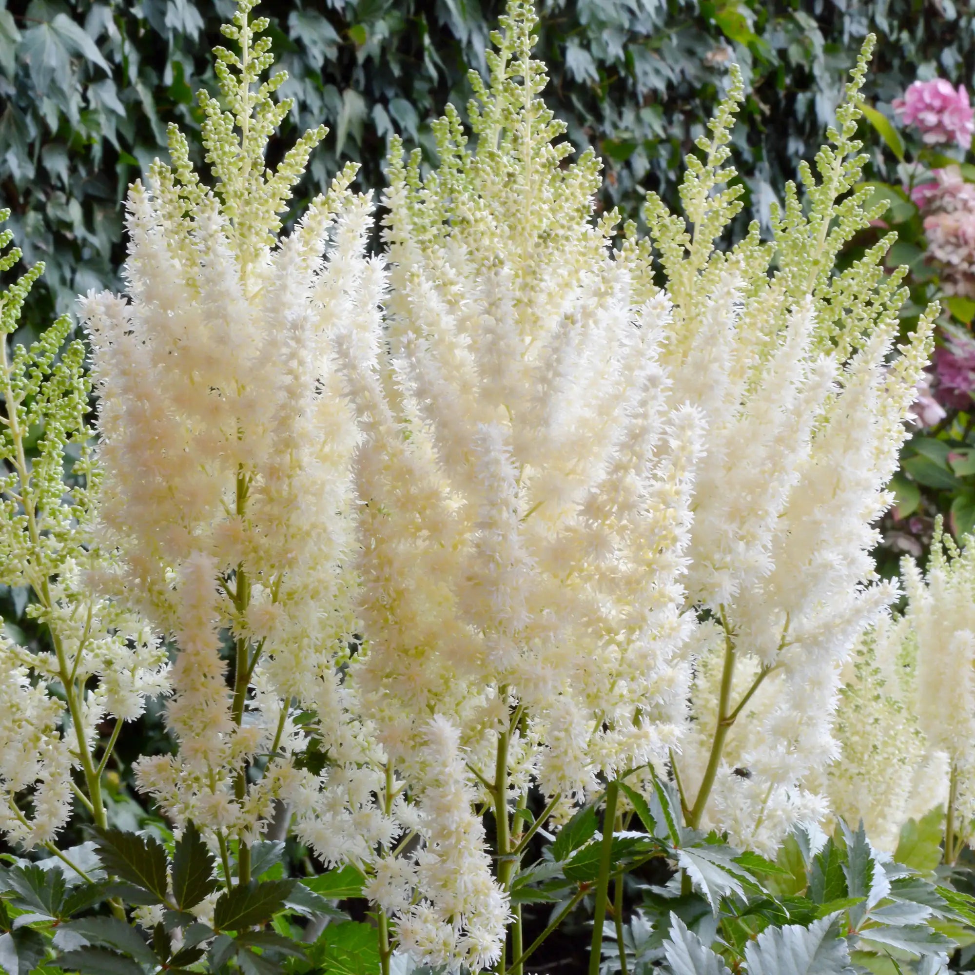 Close-up of White Astilbe in a garden.