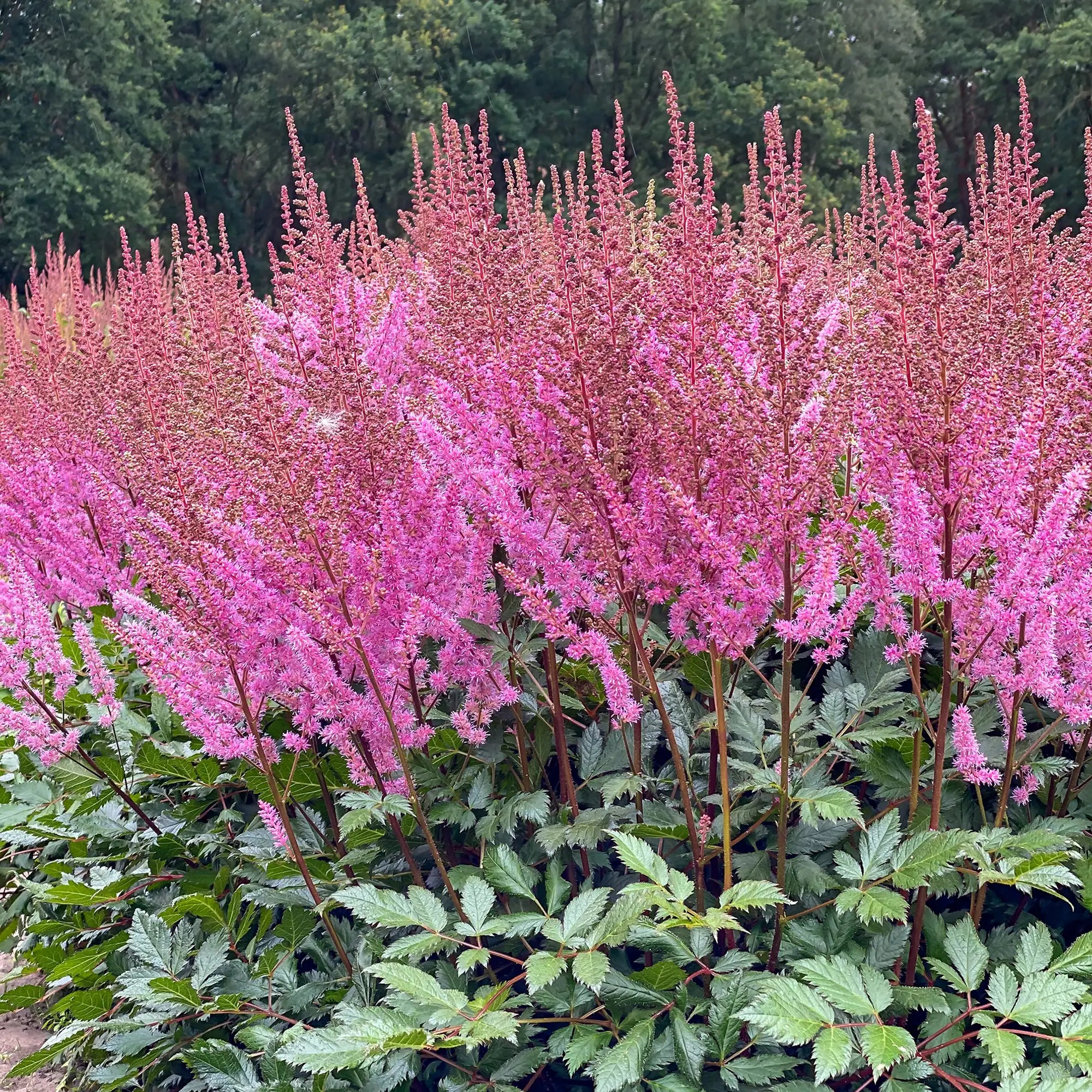 Light Pink Astilbe in a garden.