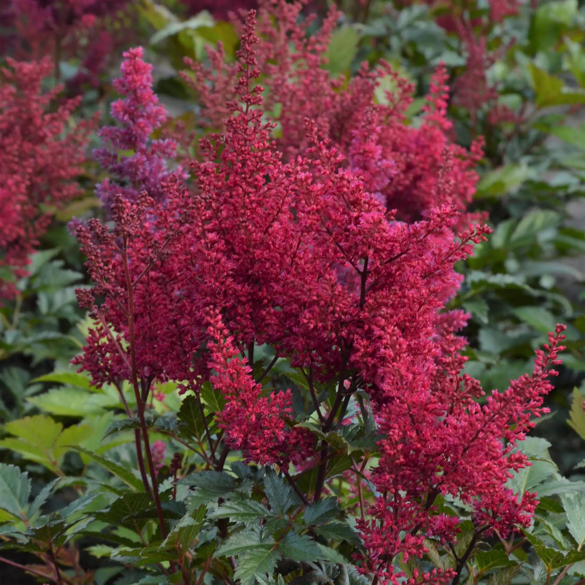 Close-up of Dark Pink Astilbe flowers. 
