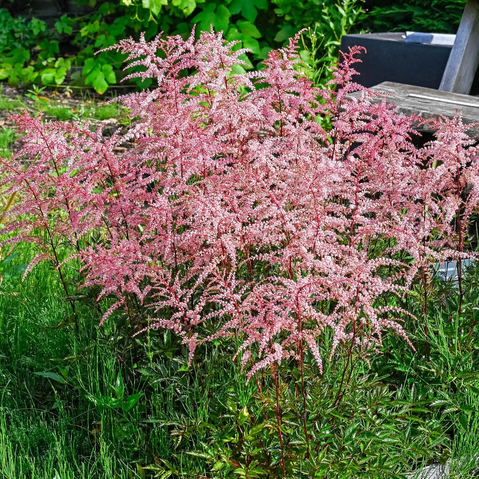 Pink Astilbe in a garden. 