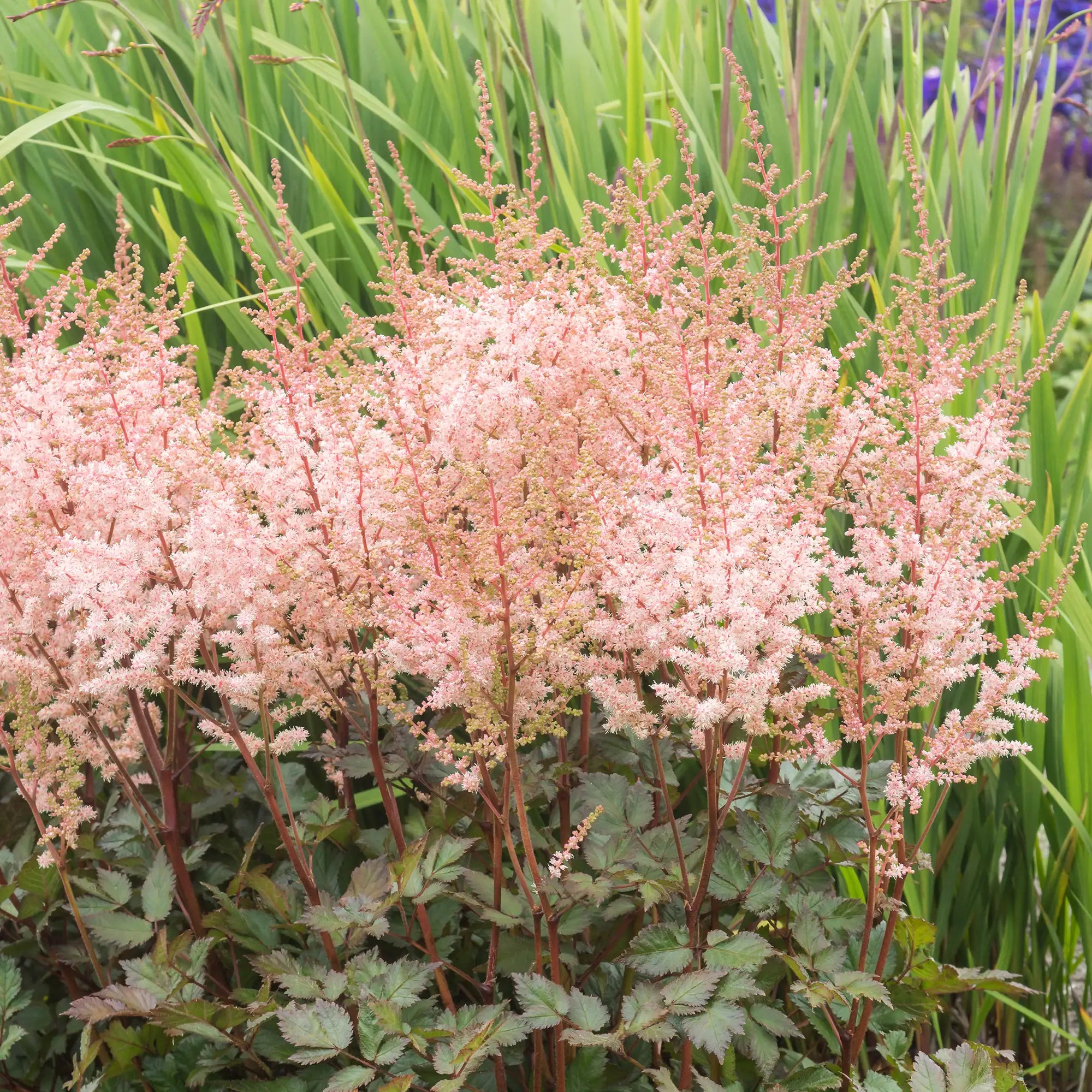 Light Pink Astilbe with dark foilage in a garden.