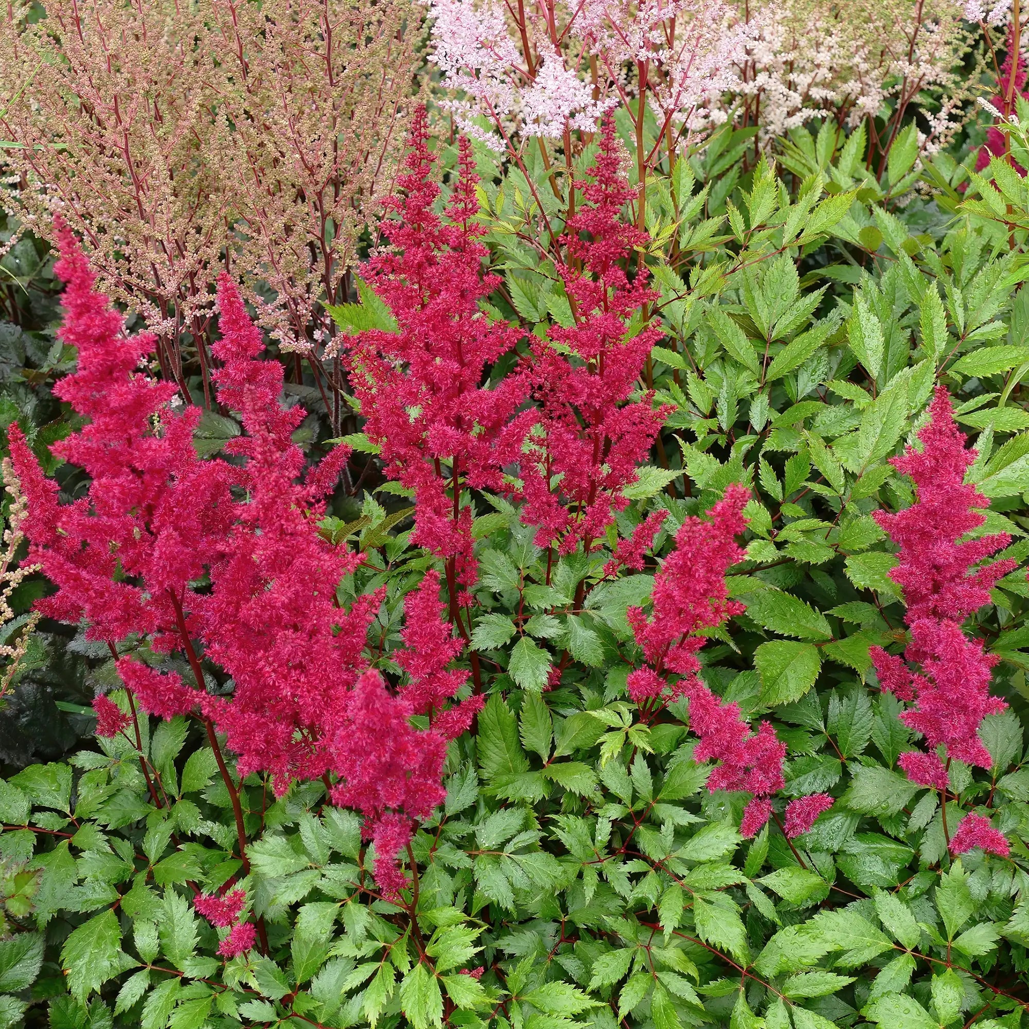 Close-up of Dark Pink Astilbe in a garden.
