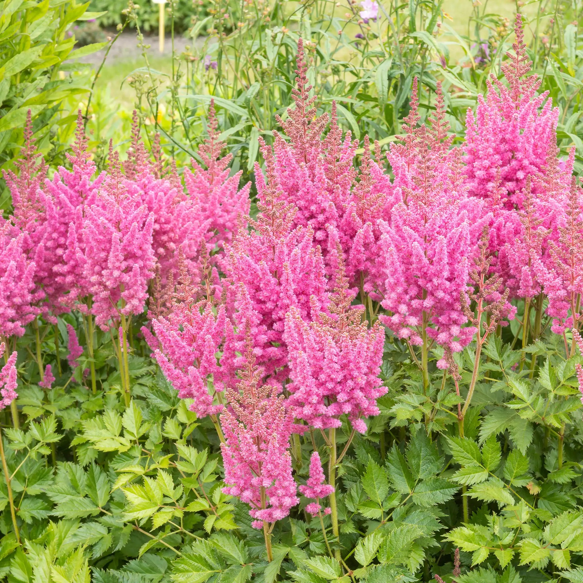 Bright Pink Astilbe in a garden.