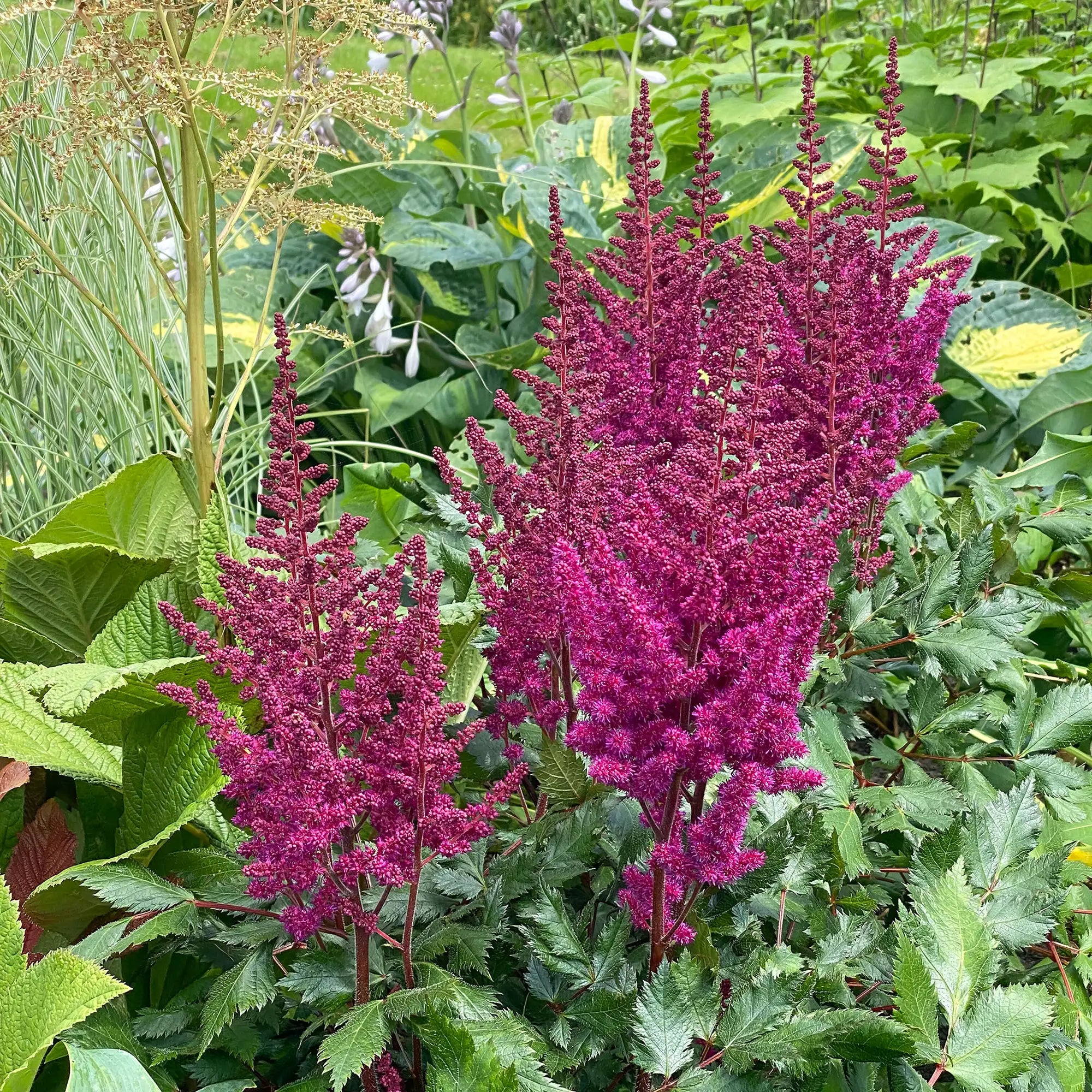 Dark Purple Astilbe in a garden.