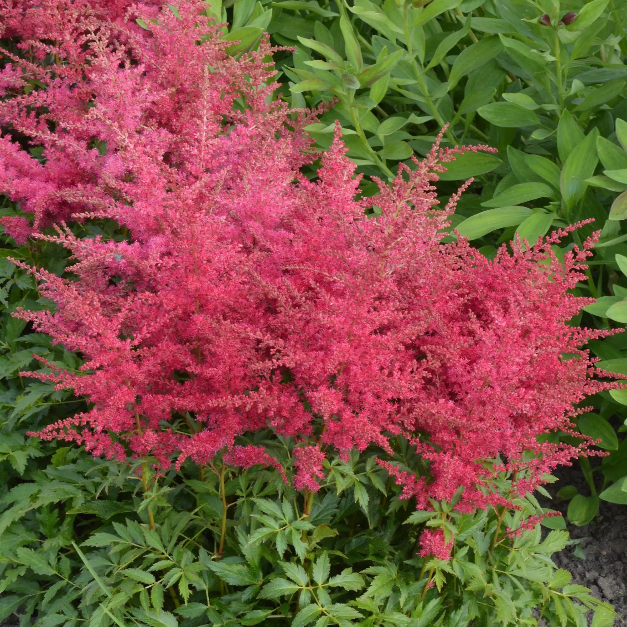 Bright Pink Astilbe in a garden.