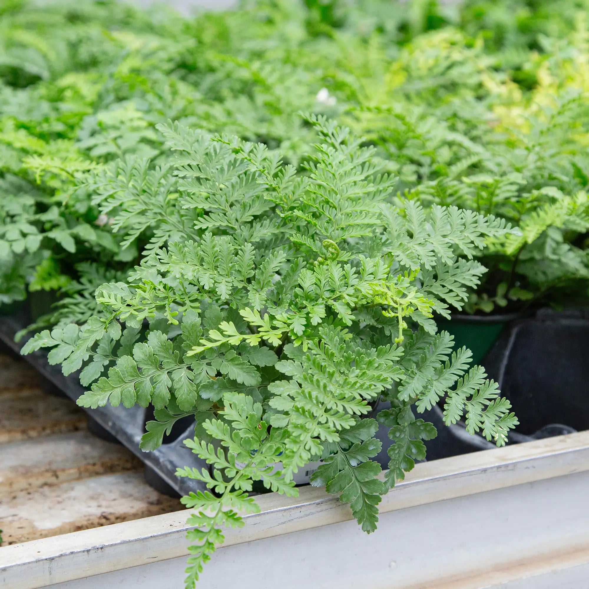 Fern 'Austral Gem™'
