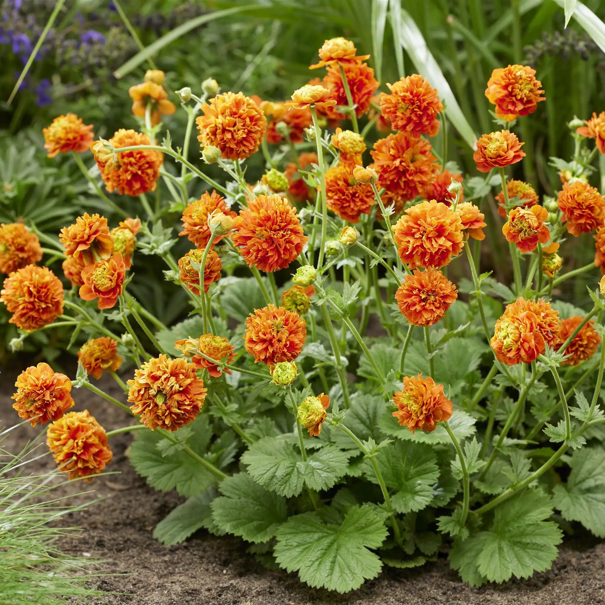 Dark Orange Avens in a garden.