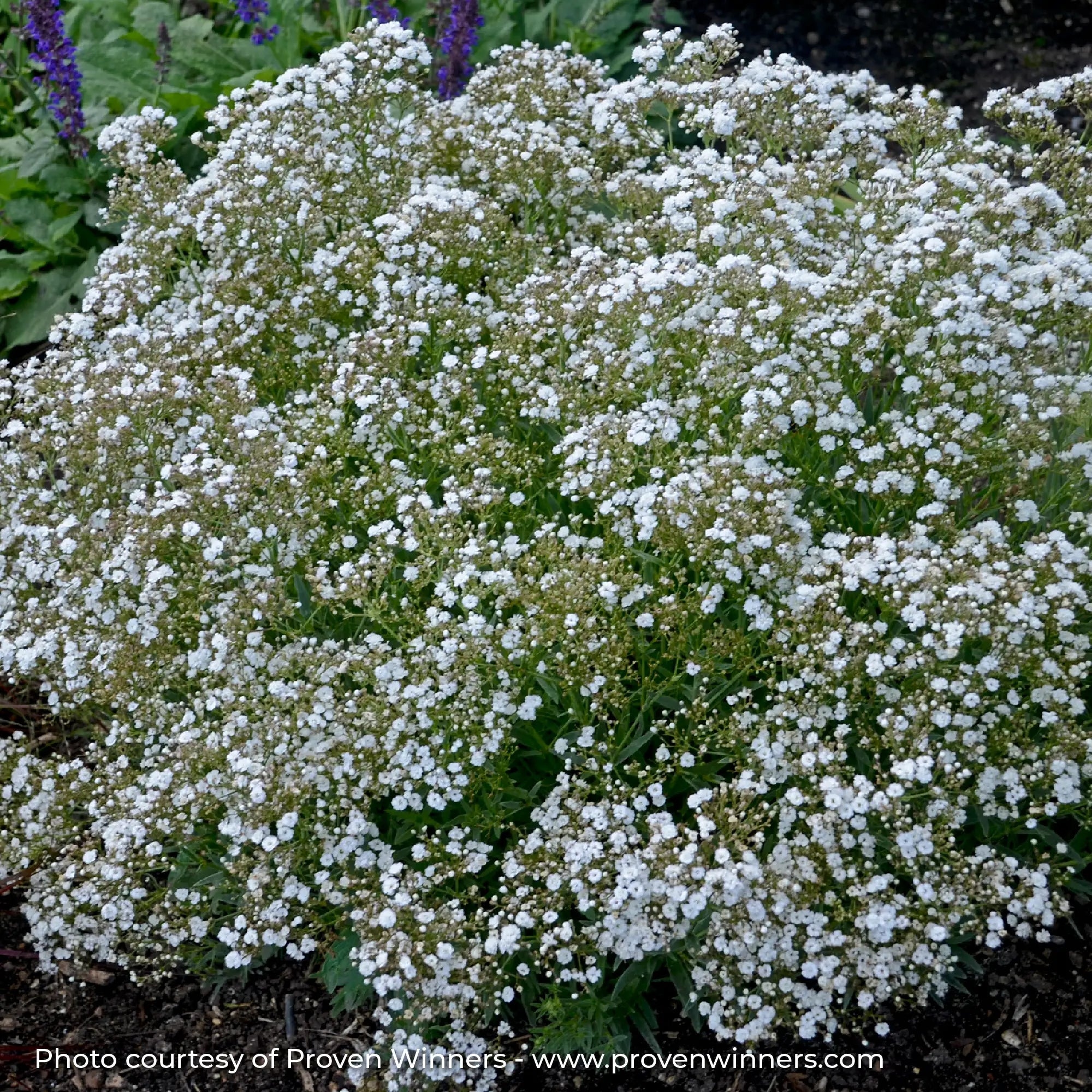 Baby's Breath Festival® 'Star'