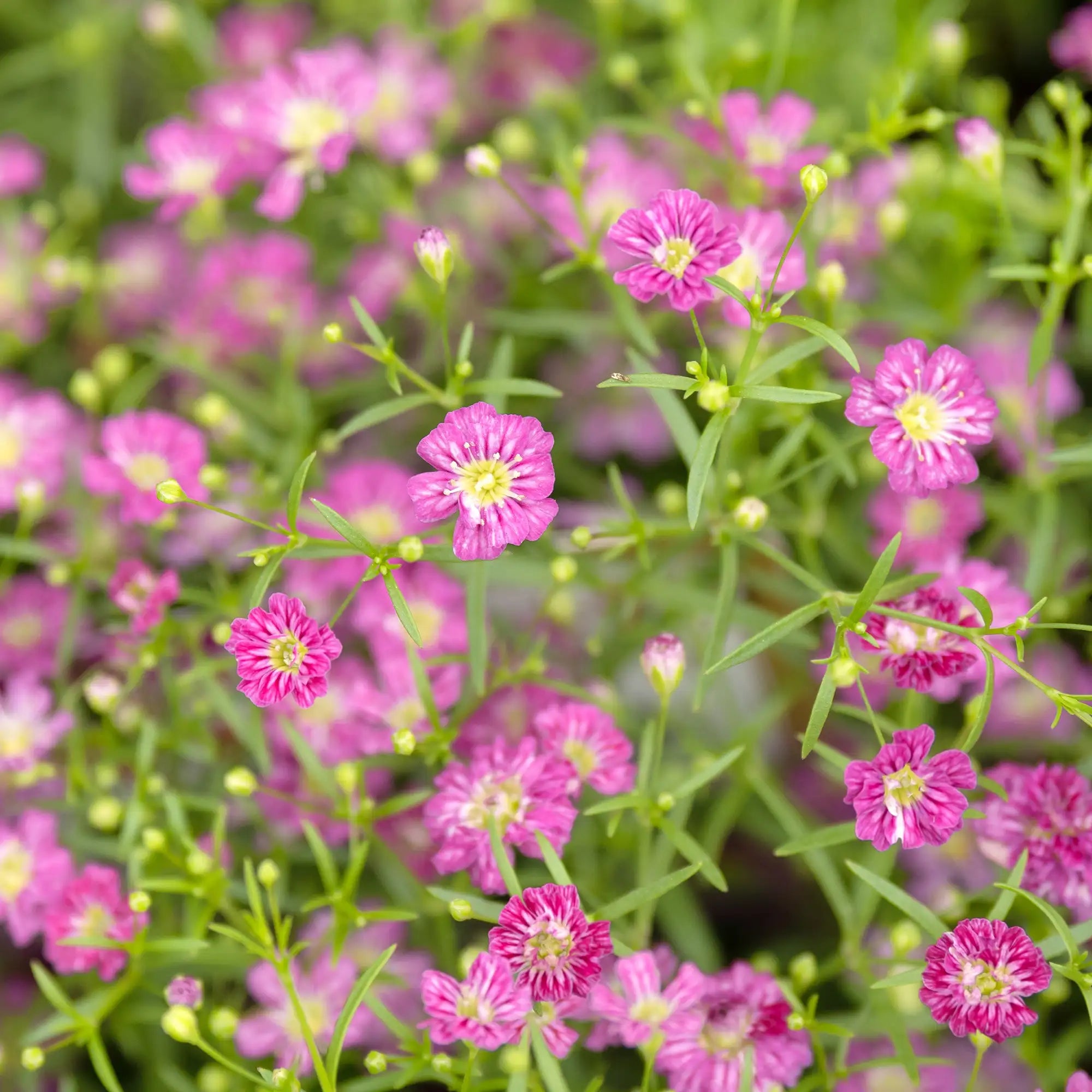 Baby's Breath 'Gypsy Deep Rose'