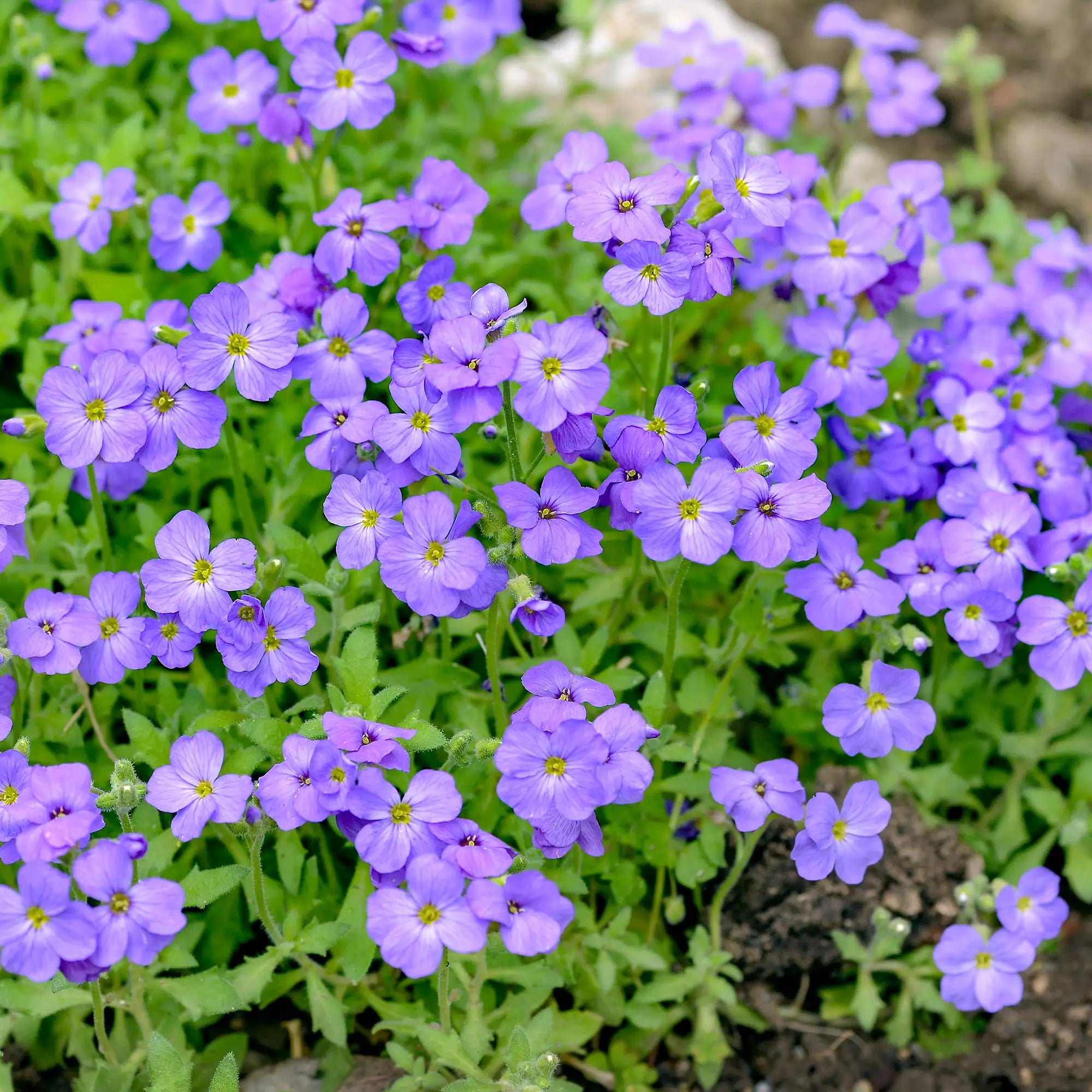 Bacopa 'Scopia® Gulliver Compact Purple'