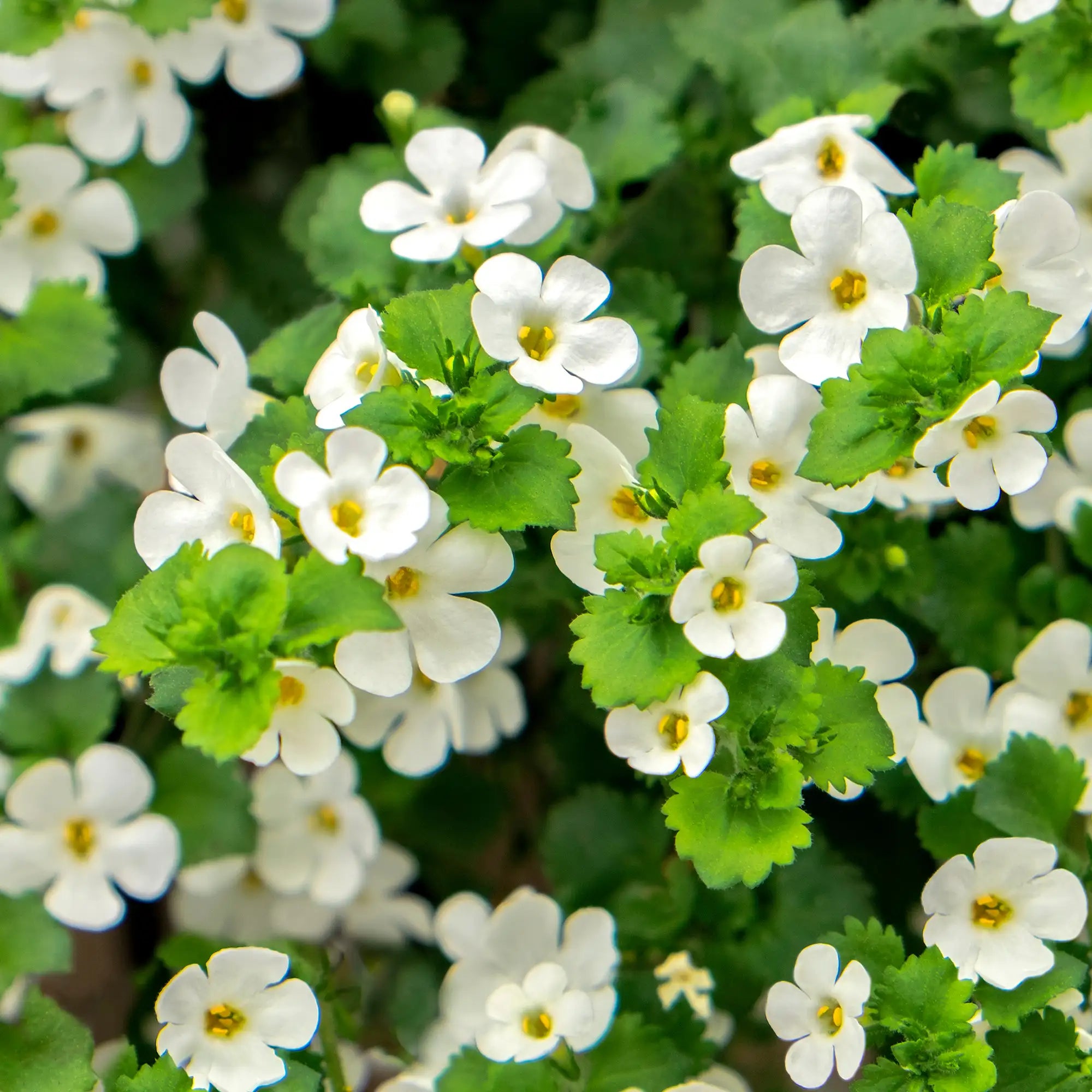 Bacopa 'Scopia® Gulliver Compact White'