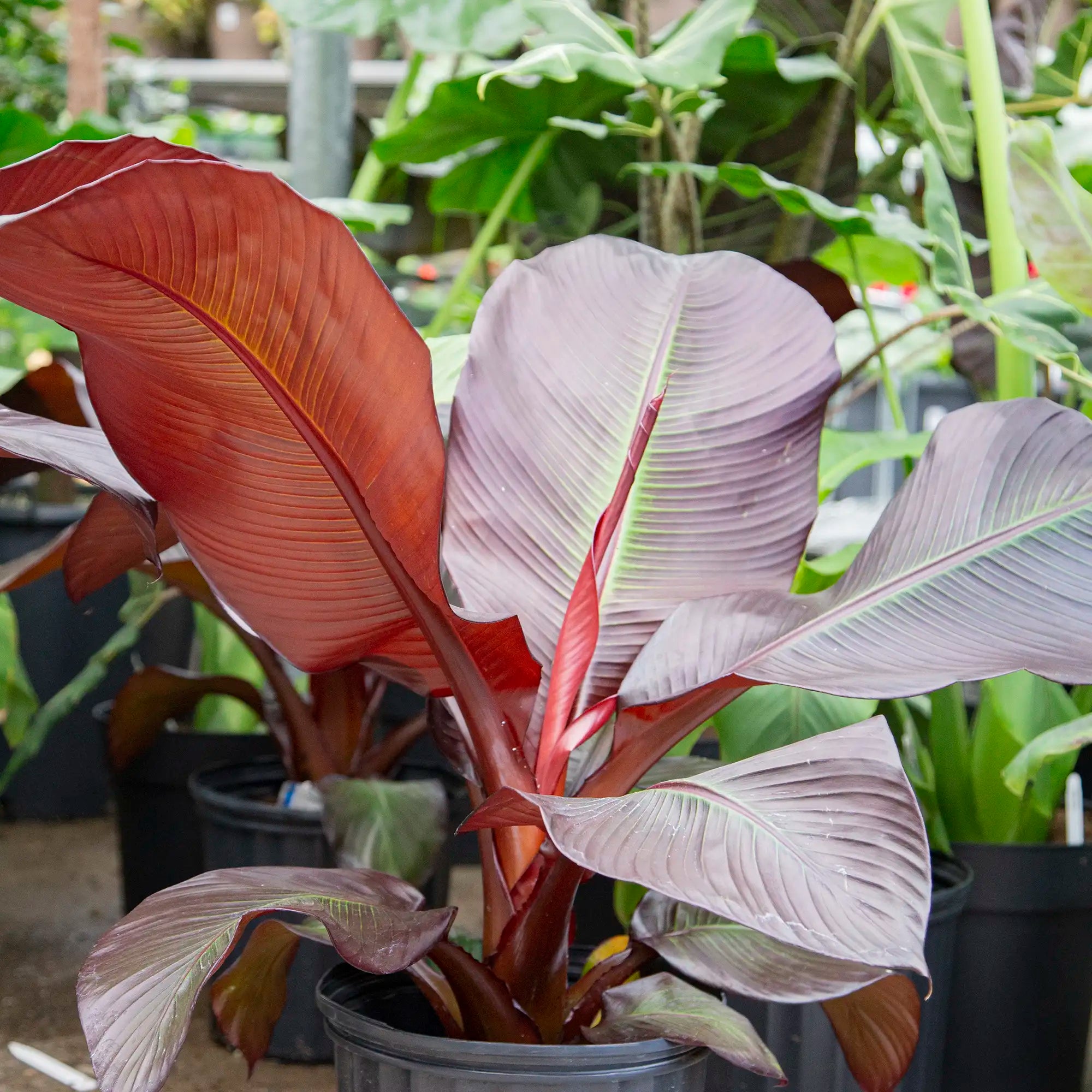 Banana Ornamental 'Maurelii'