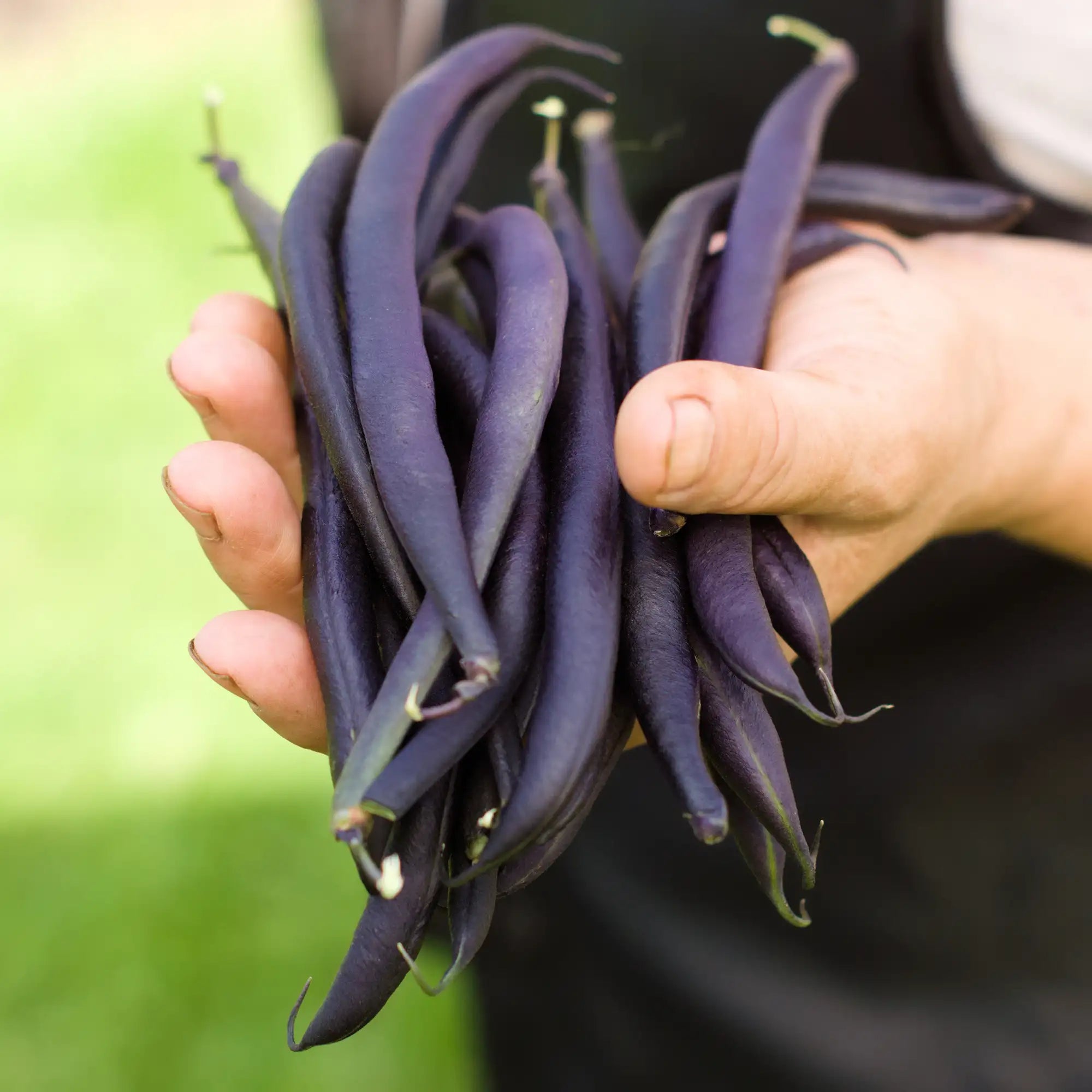 Bean Purple 'Purple Queen Improved'