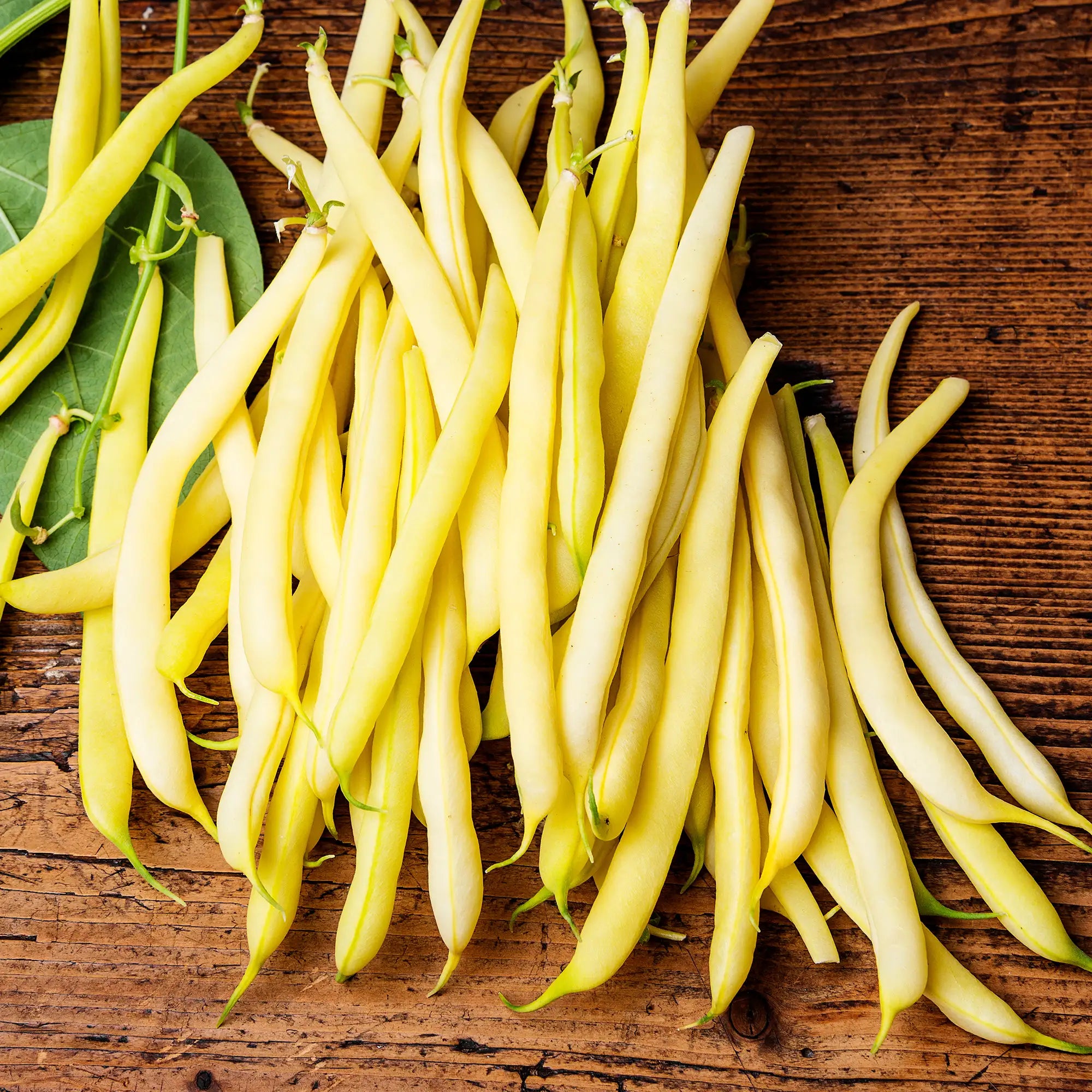 Bean Yellow 'Rocdor'
