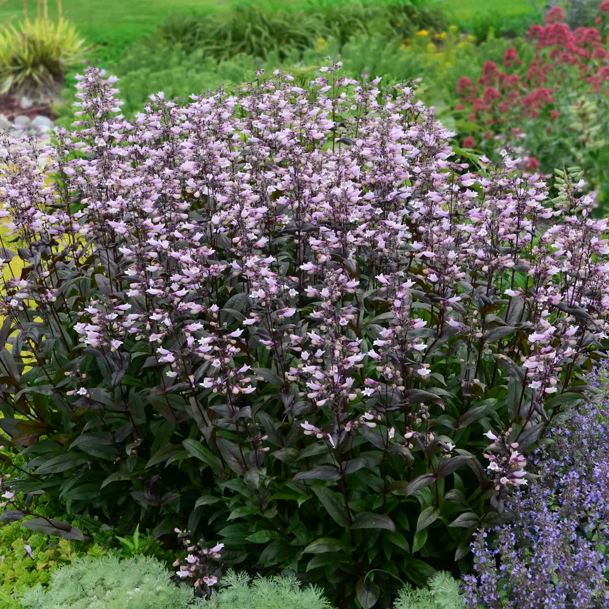 Light Purple Beardtongue with dark foliage in a garden.