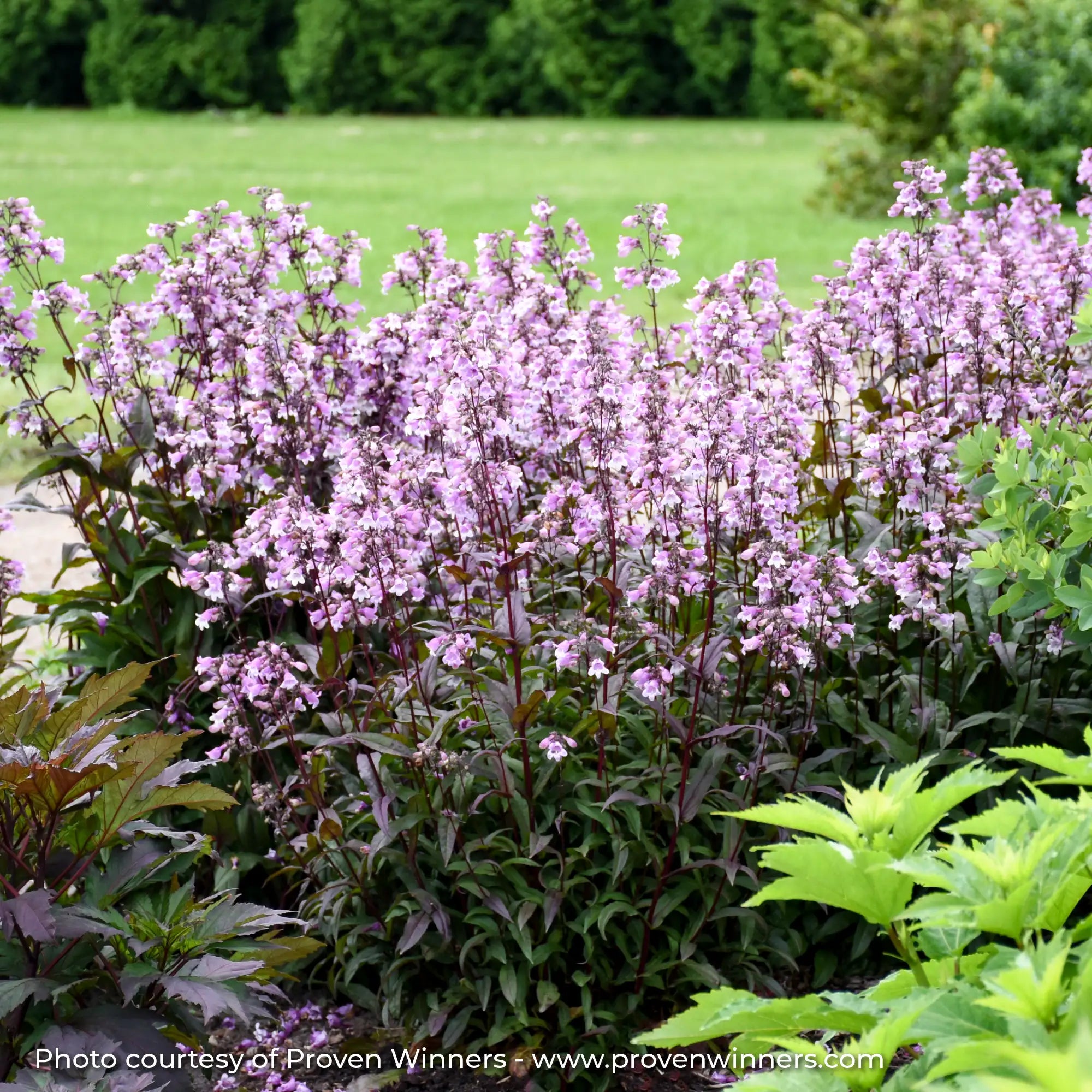 Light Purple Beardtongue in a garden