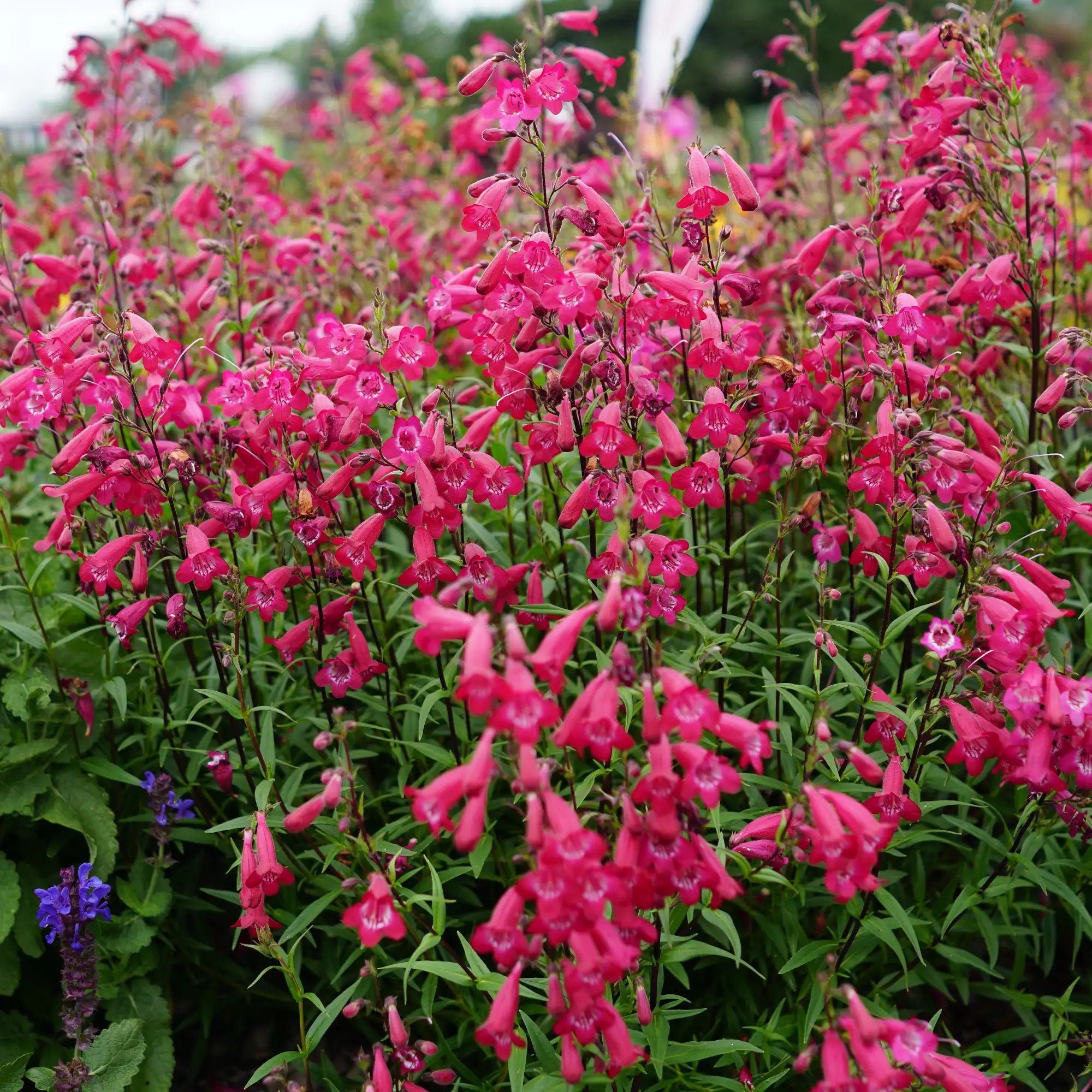 Close-up of Hot Pink Beardtongue in a garden.