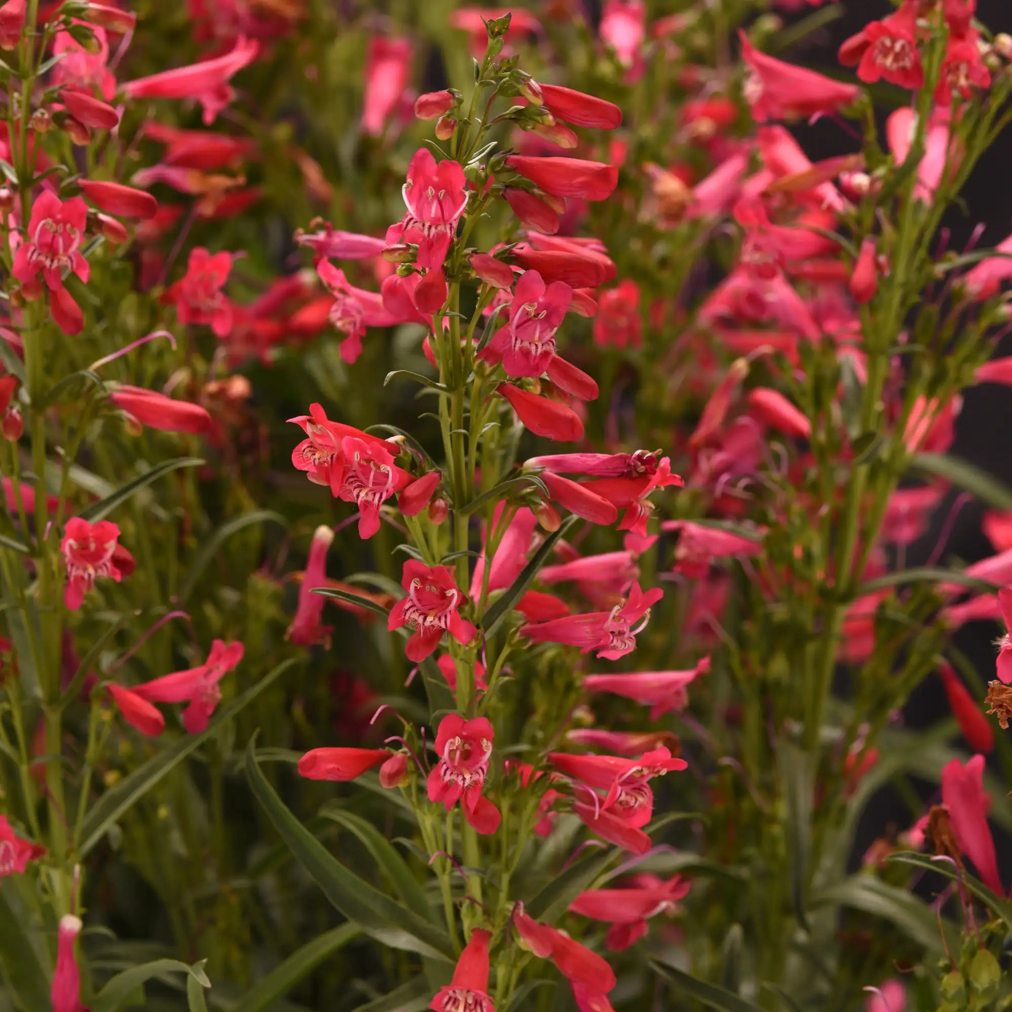 Close-up of Ruby Red Beardtongue flowers.