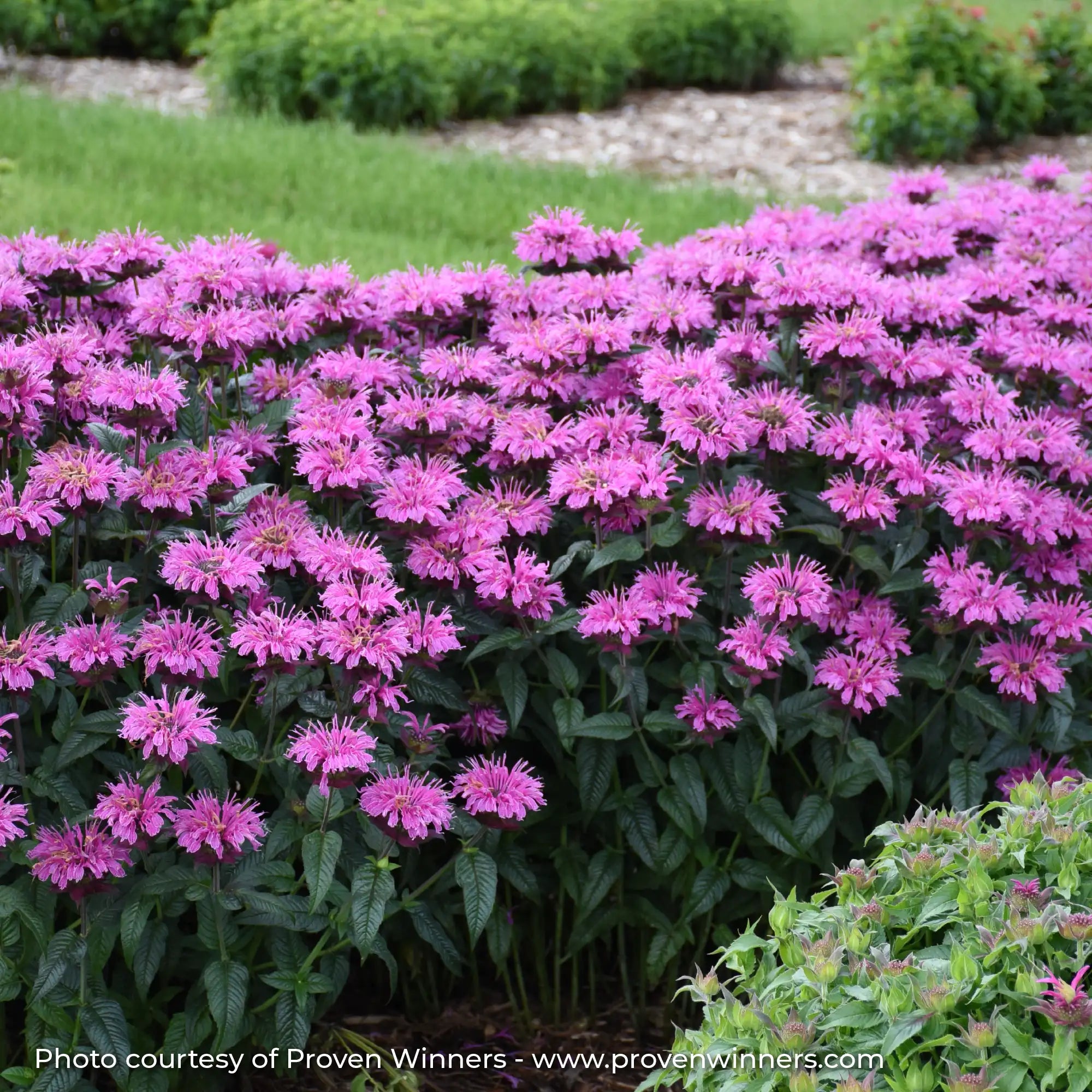 Light Pink Bee Balm in a garden