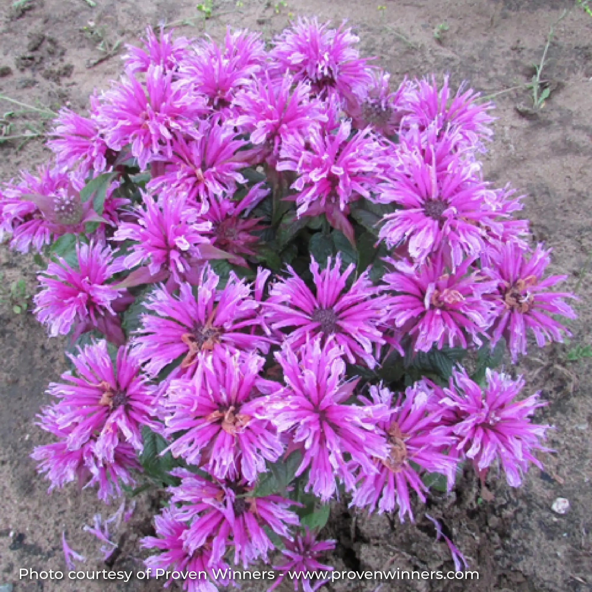 Dark Pink Bee Balm in a garden