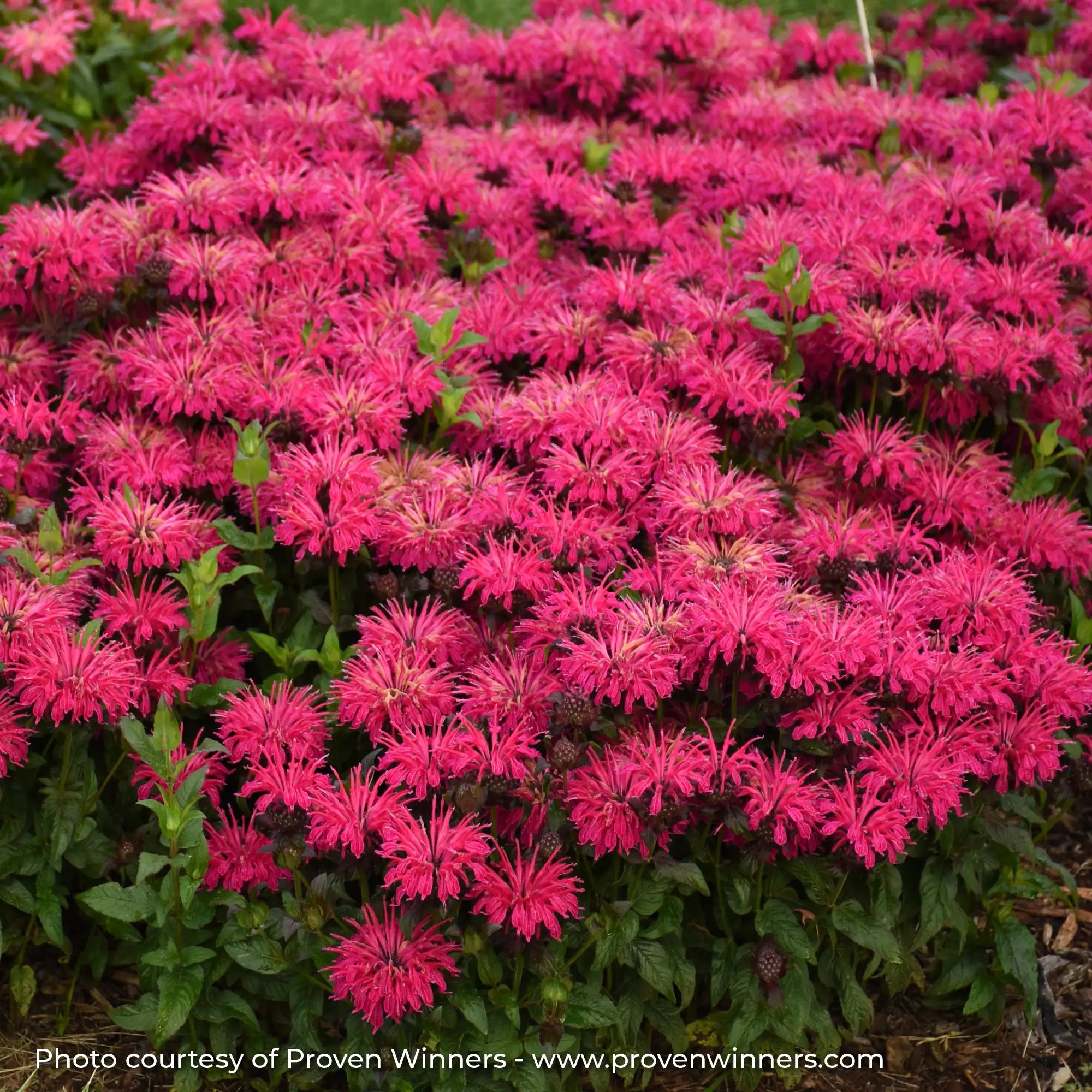 Dark Pink Bee Balm in a garden
